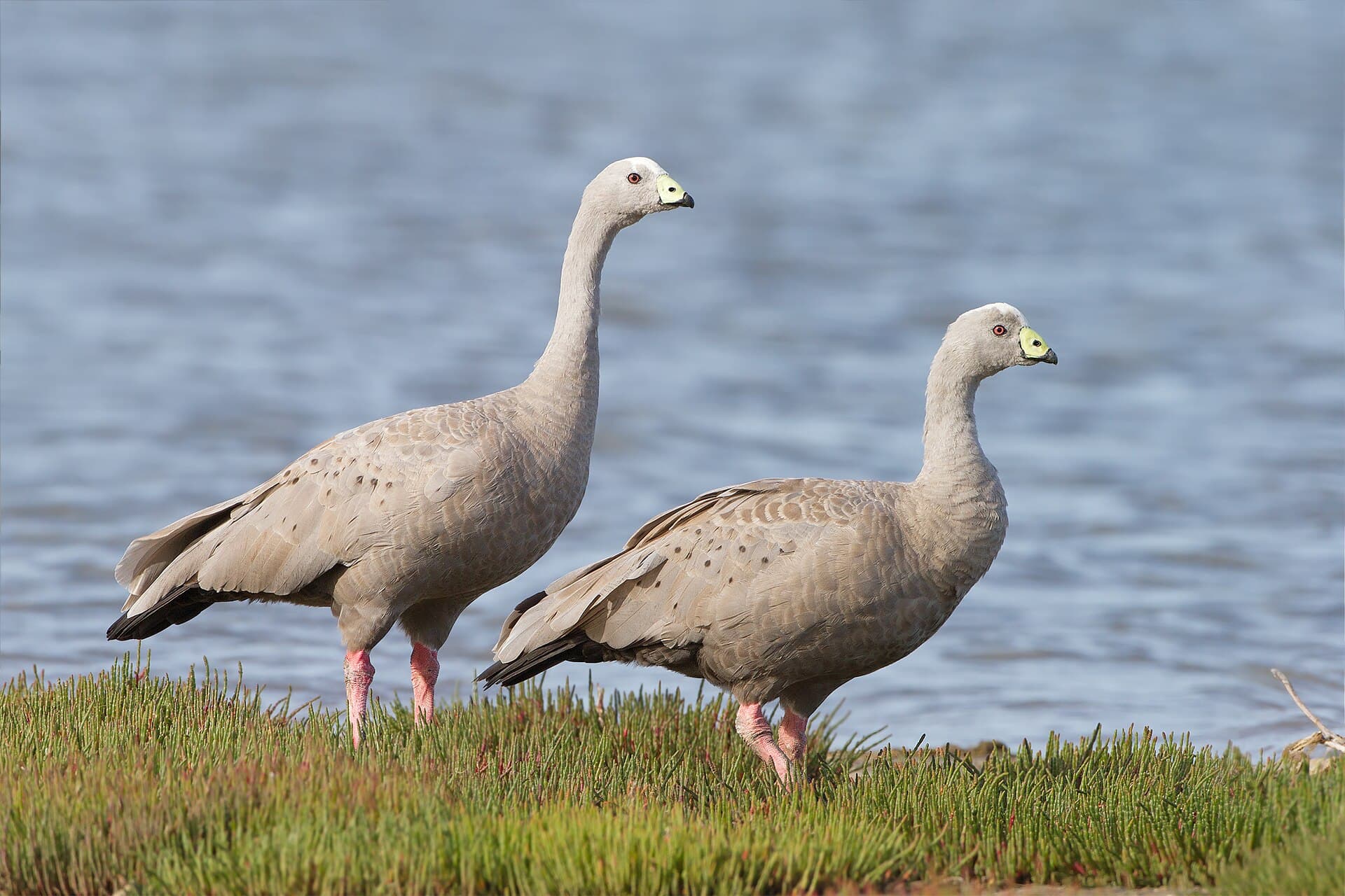 Hoendergans (Cereopsis novaehollandiae) - Cereopsis novaehollandiae - Orielton lagoon