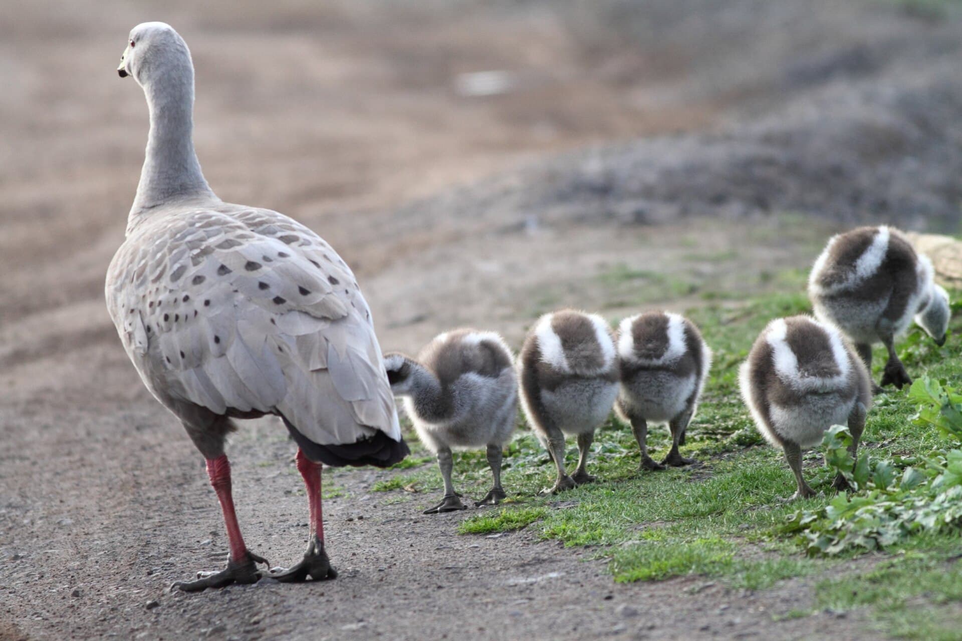 Hoendergans (Cereopsis novaehollandiae) - Cereopsis novaehollandiae -Phillip Island, Victoria, Australia -adult and goslings-8