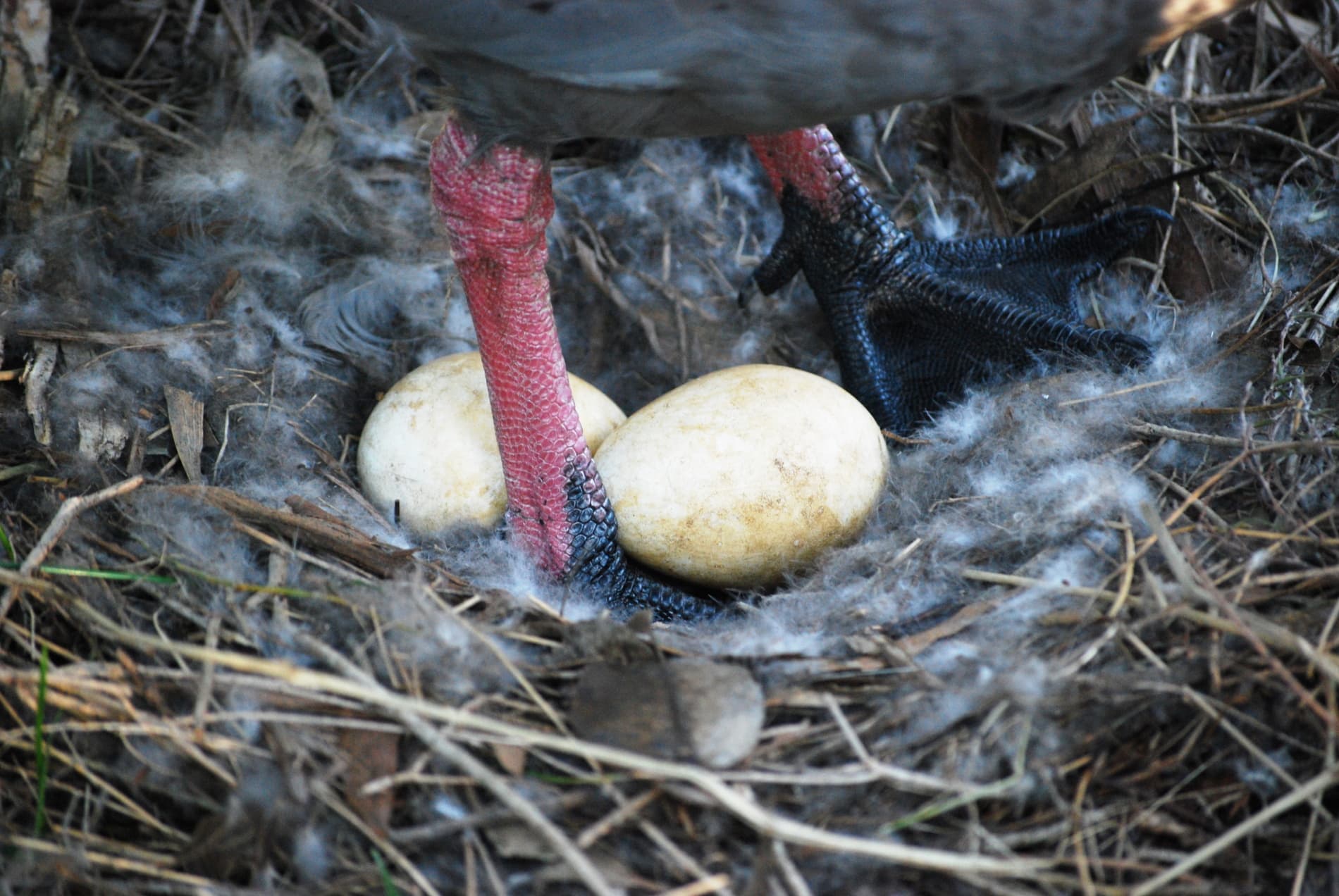 Hoendergans (Cereopsis novaehollandiae) - Cape Barren Nest with Eggs