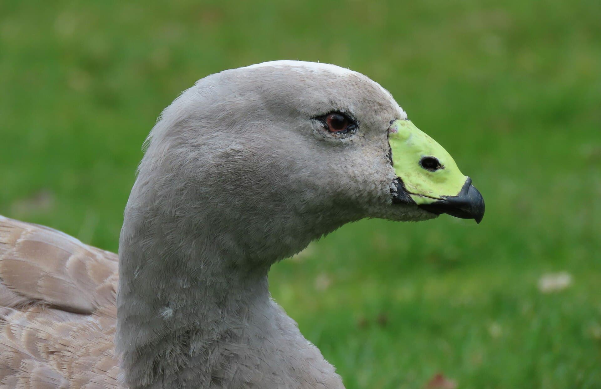 Hoendergans (Cereopsis novaehollandiae) - Cereopsis novaehollandiae 425813955