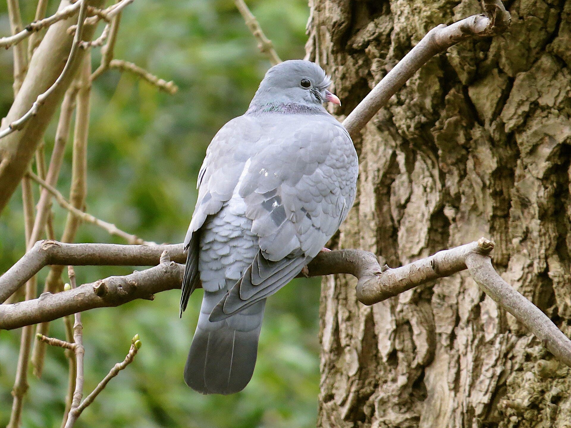 Holeduif (Columba oenas) - 2018-02-01 Columba oenas, Jesmond Dene 1