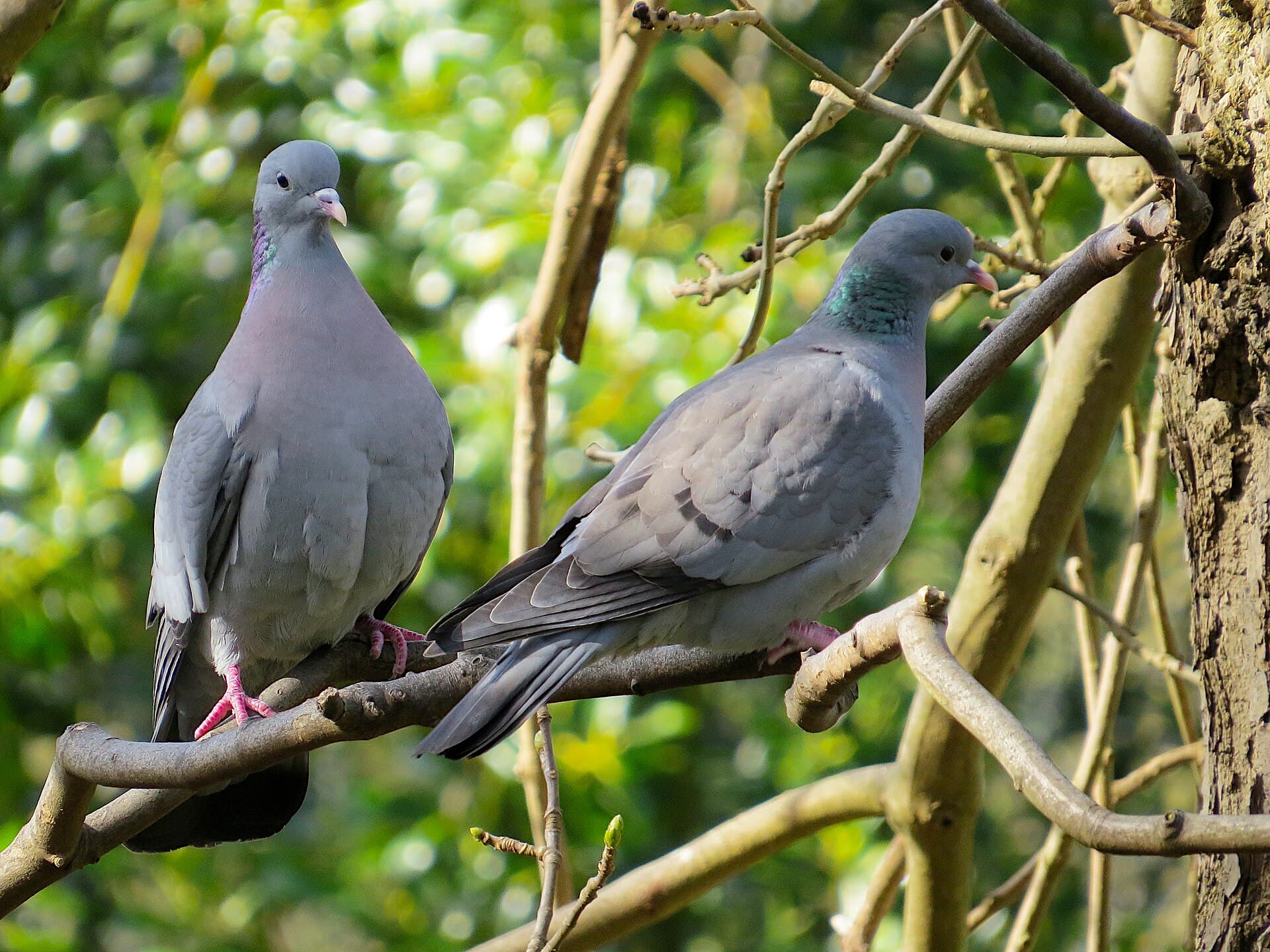 Holeduif (Columba oenas) - 2018-03-22 Columba oenas, Jesmond Dene 3