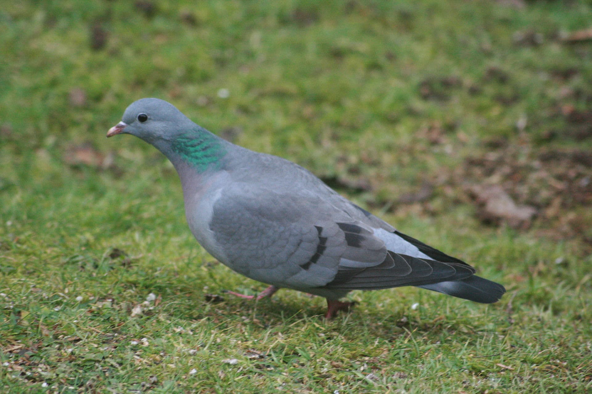 Holeduif (Columba oenas) - Columba oenas1