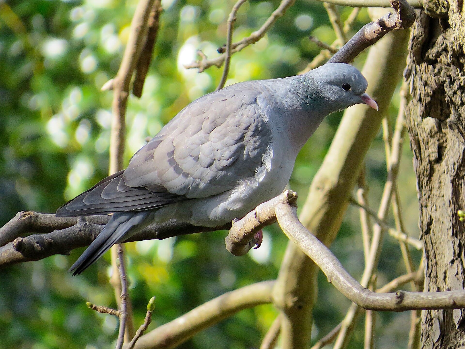 Holeduif (Columba oenas) - 2018-03-22 Columba oenas, Jesmond Dene 2