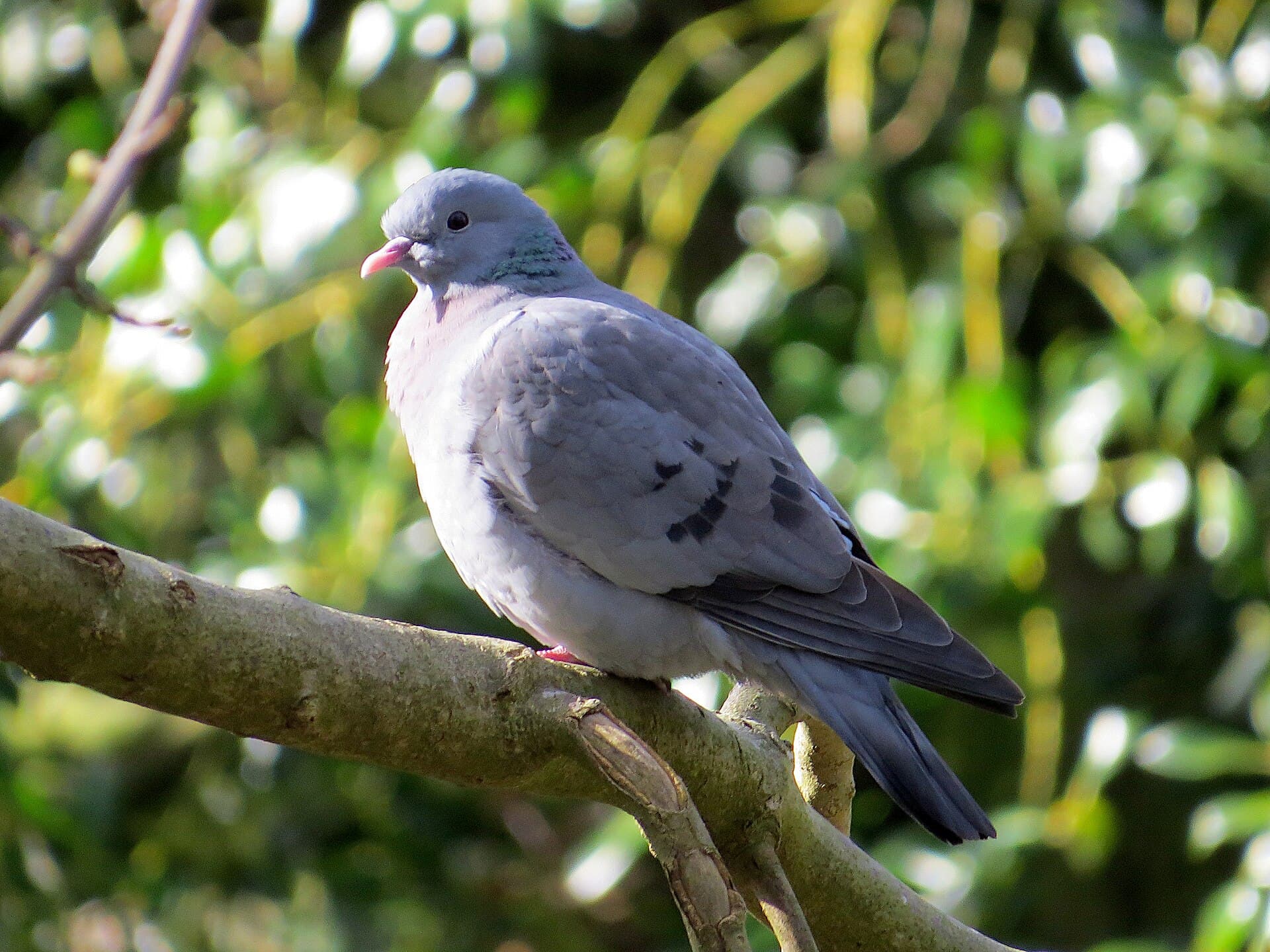 Holeduif (Columba oenas) - 2018-03-22 Columba oenas, Jesmond Dene 6