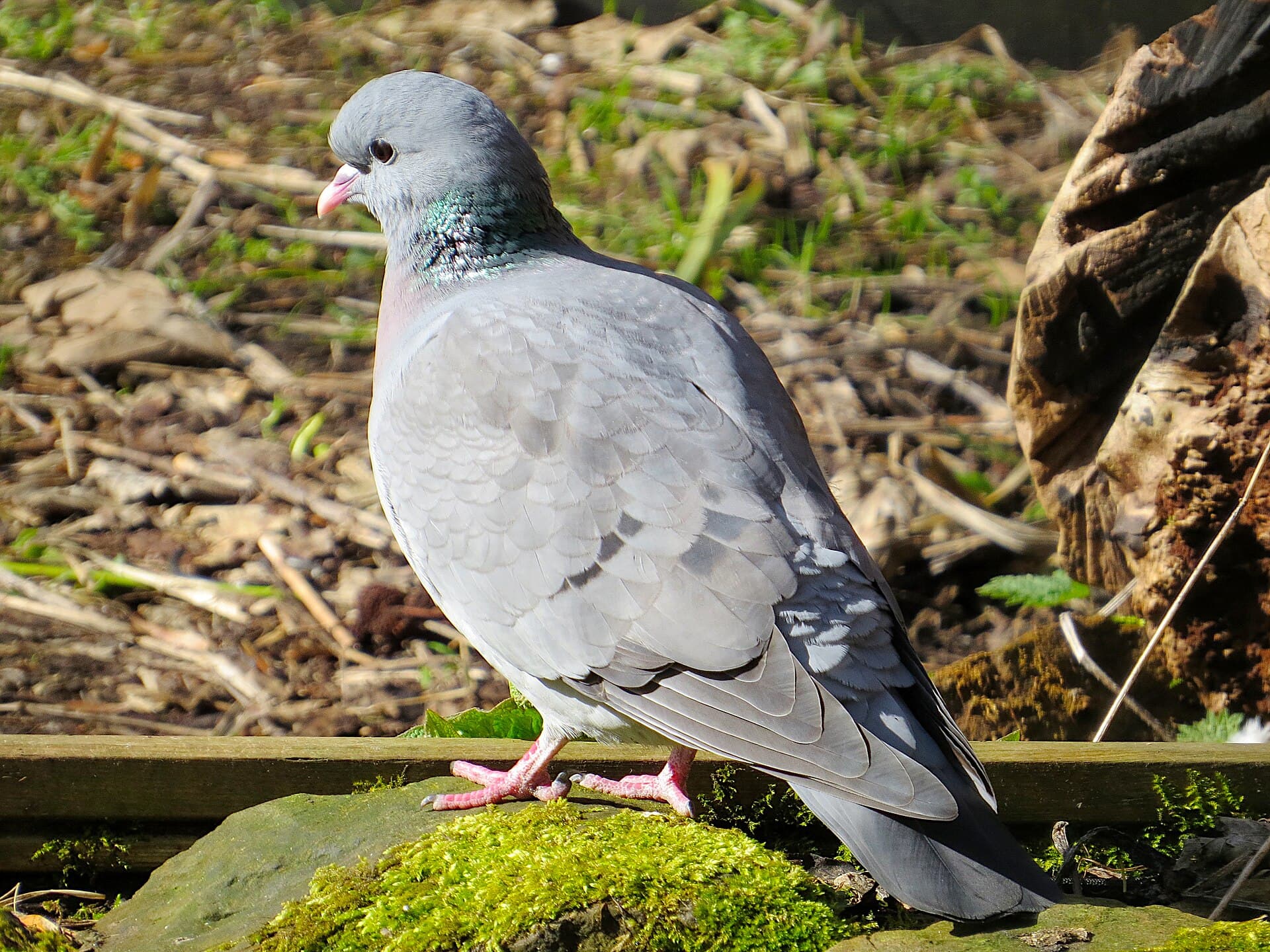 Holeduif (Columba oenas) - 2019-03-17 Columba oenas, Jesmond Dene 3