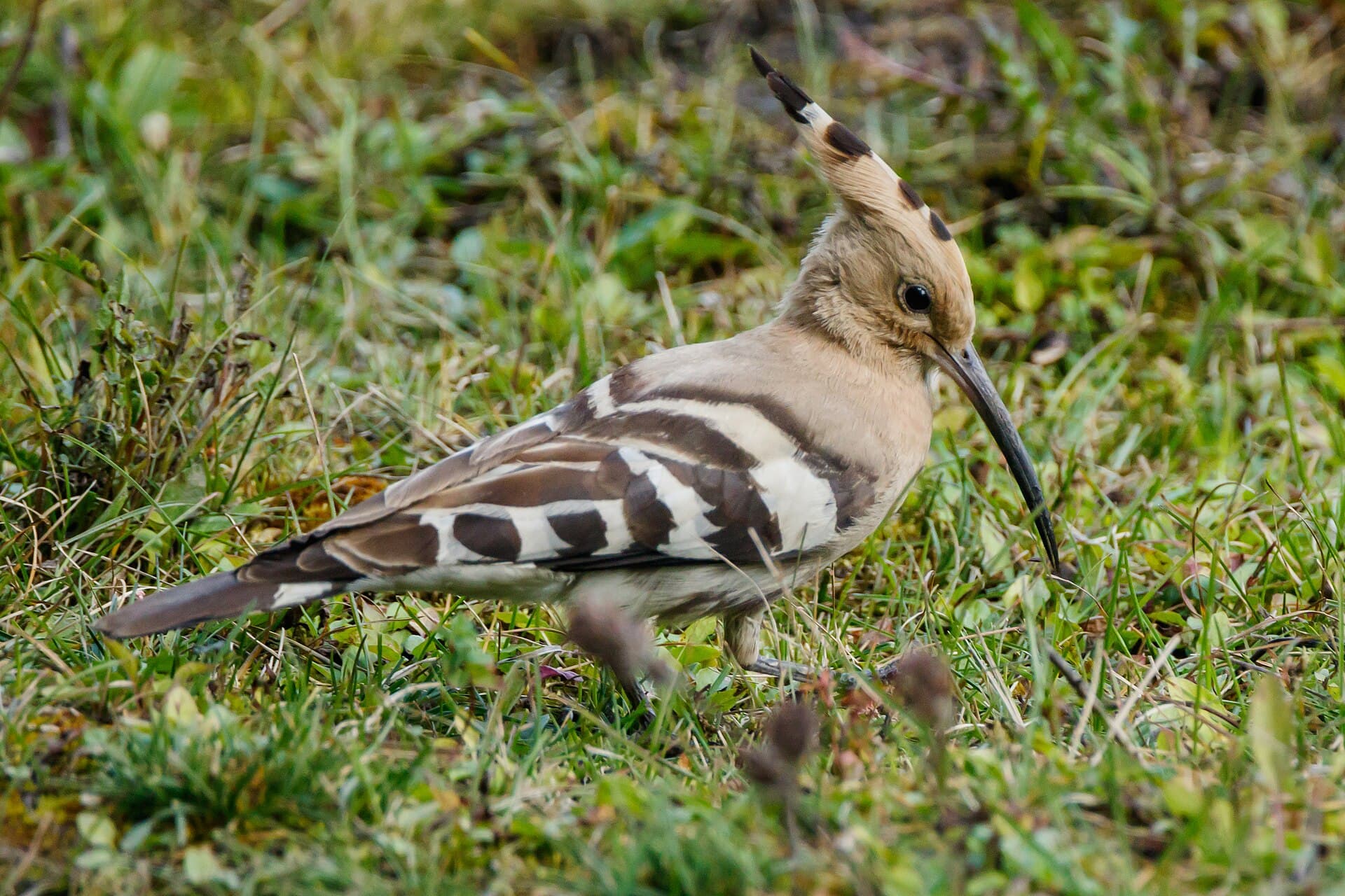 Hop (Upupa epops) - Eurasian hoopoe (Upupa epops) 05
