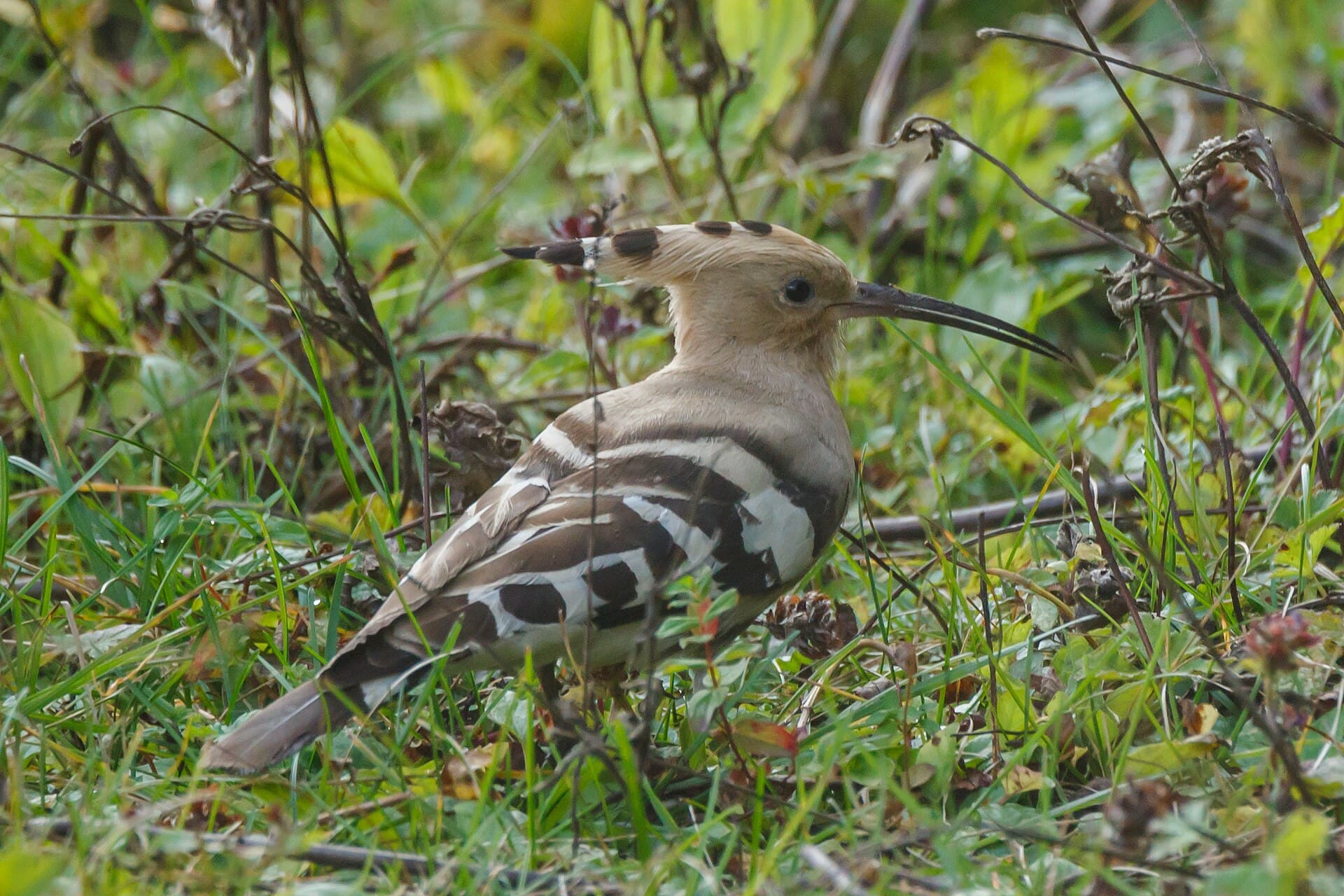 Hop (Upupa epops) - Eurasian hoopoe (Upupa epops) 04