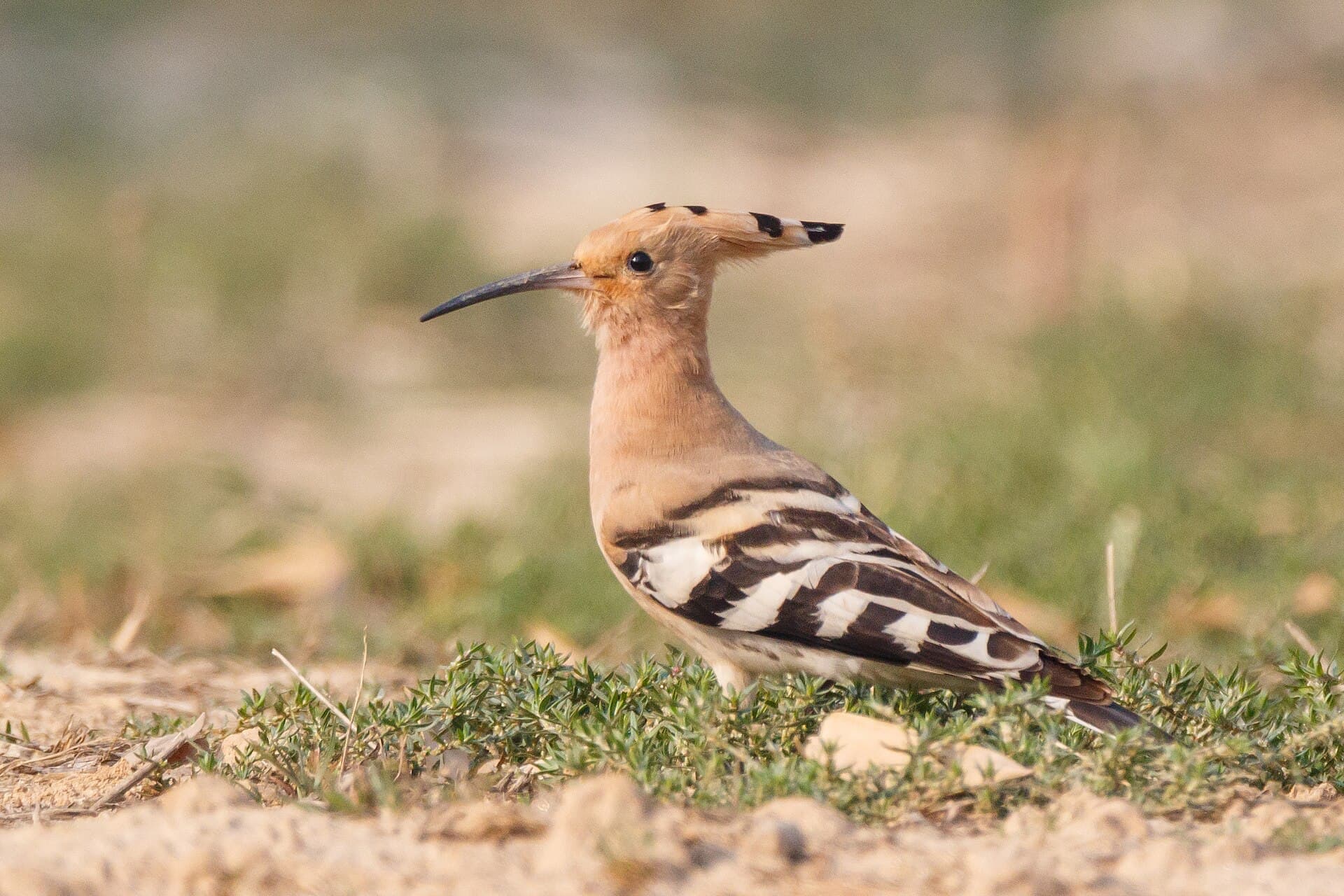Hop (Upupa epops) - Common Hoopoe Upupa Epops 31 cm