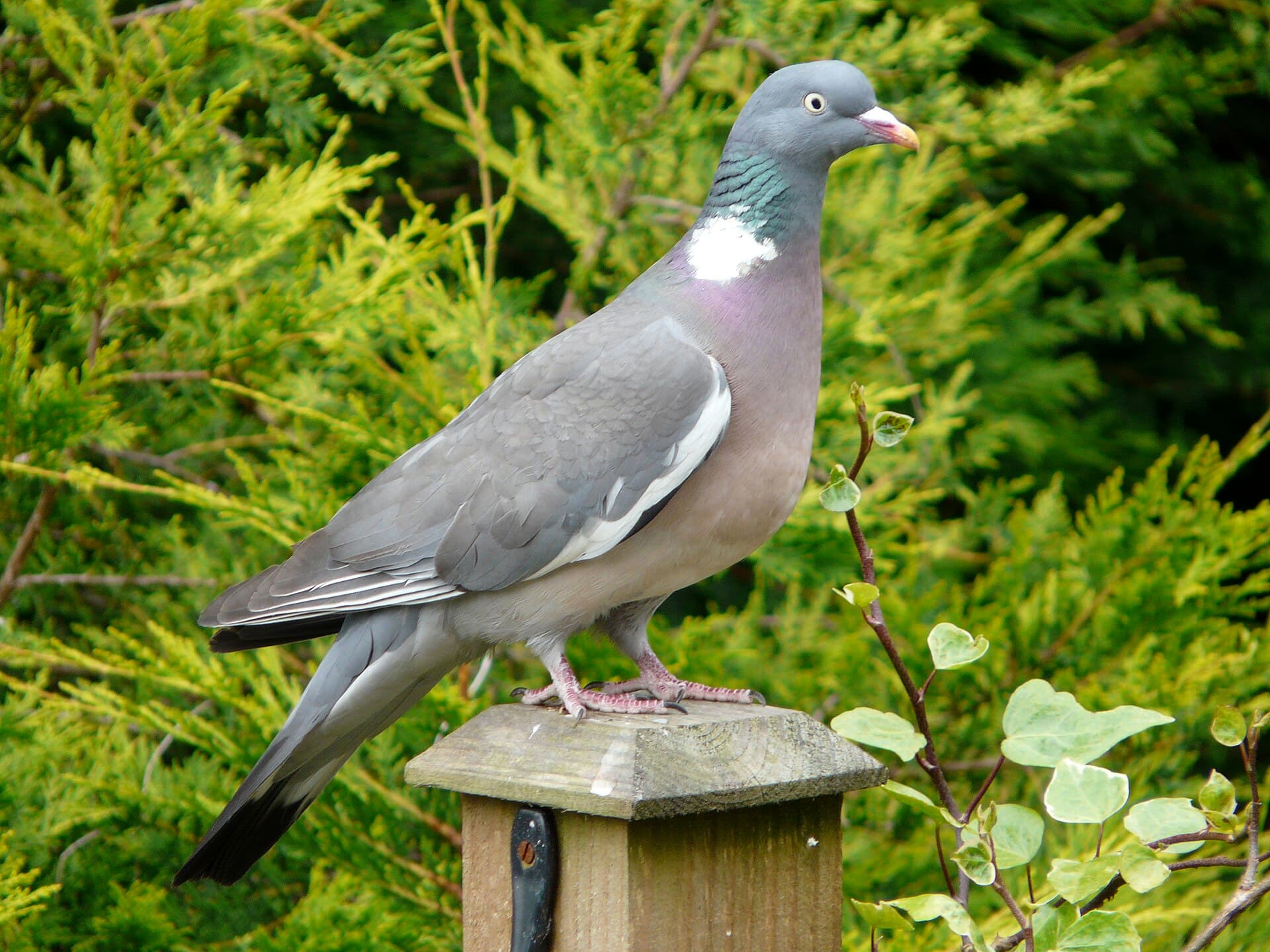 Houtduif (Columba palumbus) - Columba palumbus -garden post-8