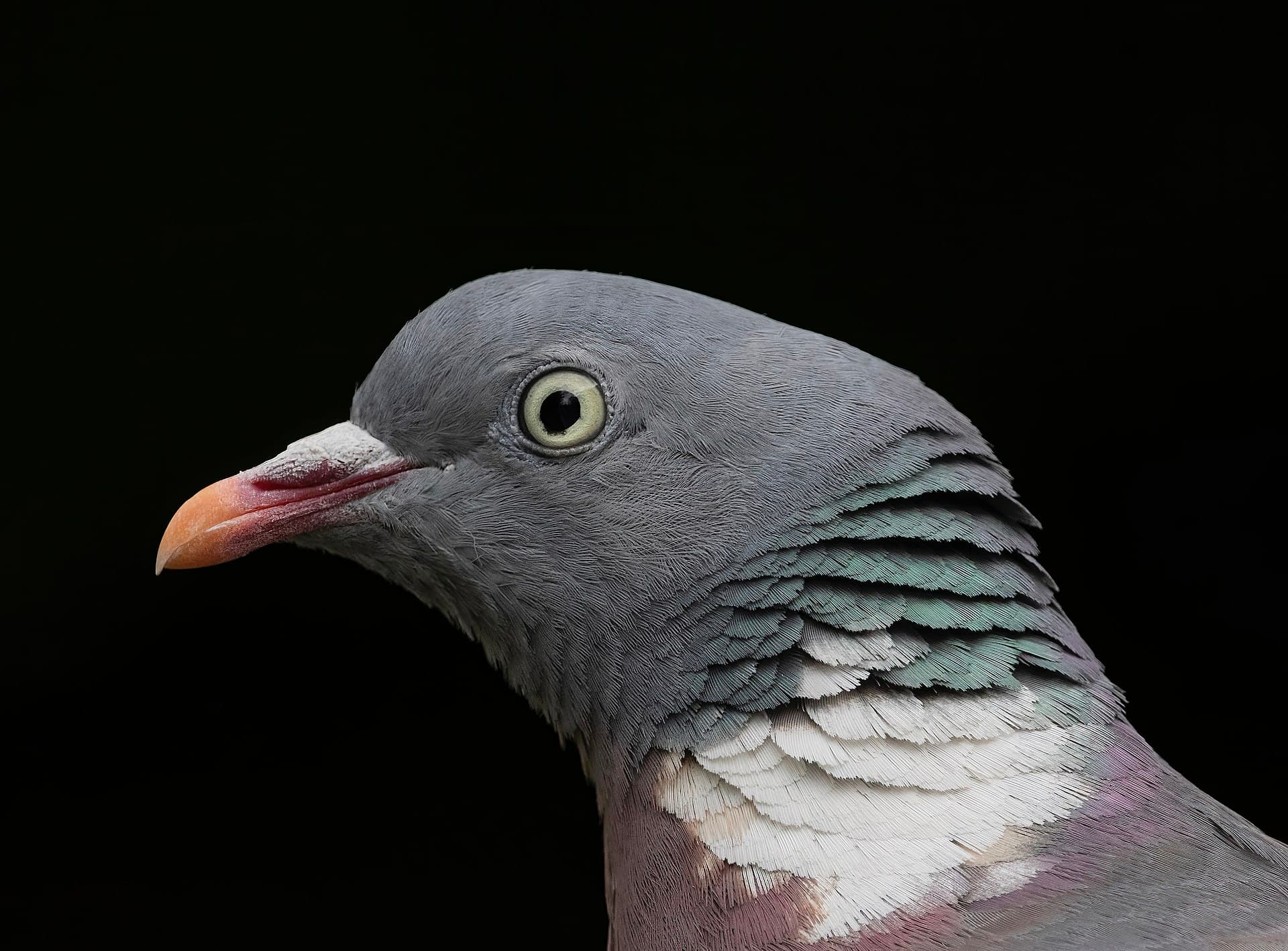 Houtduif (Columba palumbus) - Common Wood Pigeon facing left