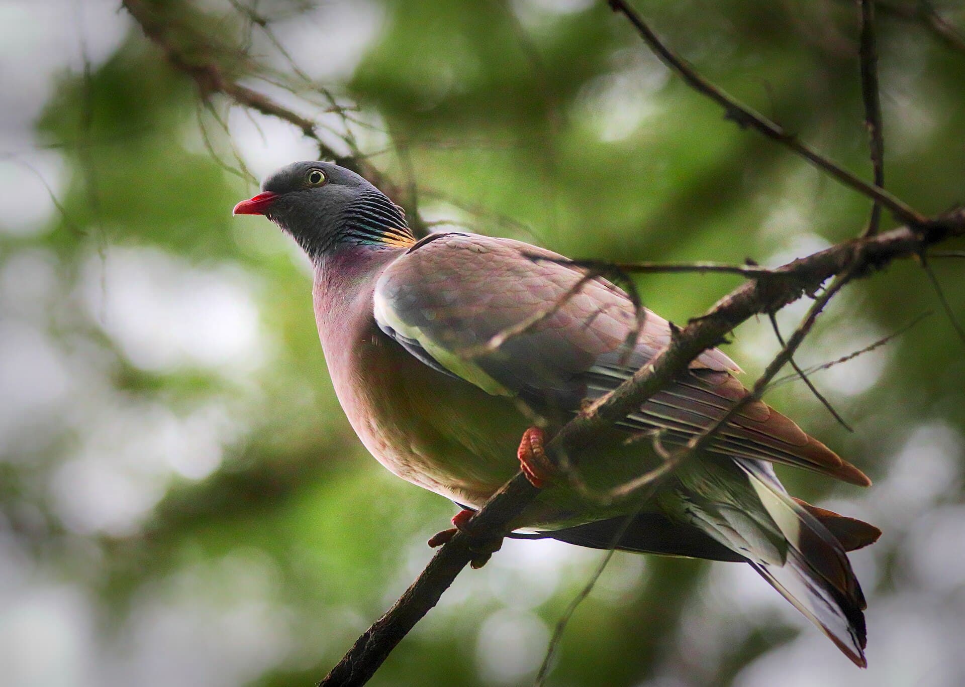 Houtduif (Columba palumbus) - Вяхирь в Ботаническом саду Ташкента
