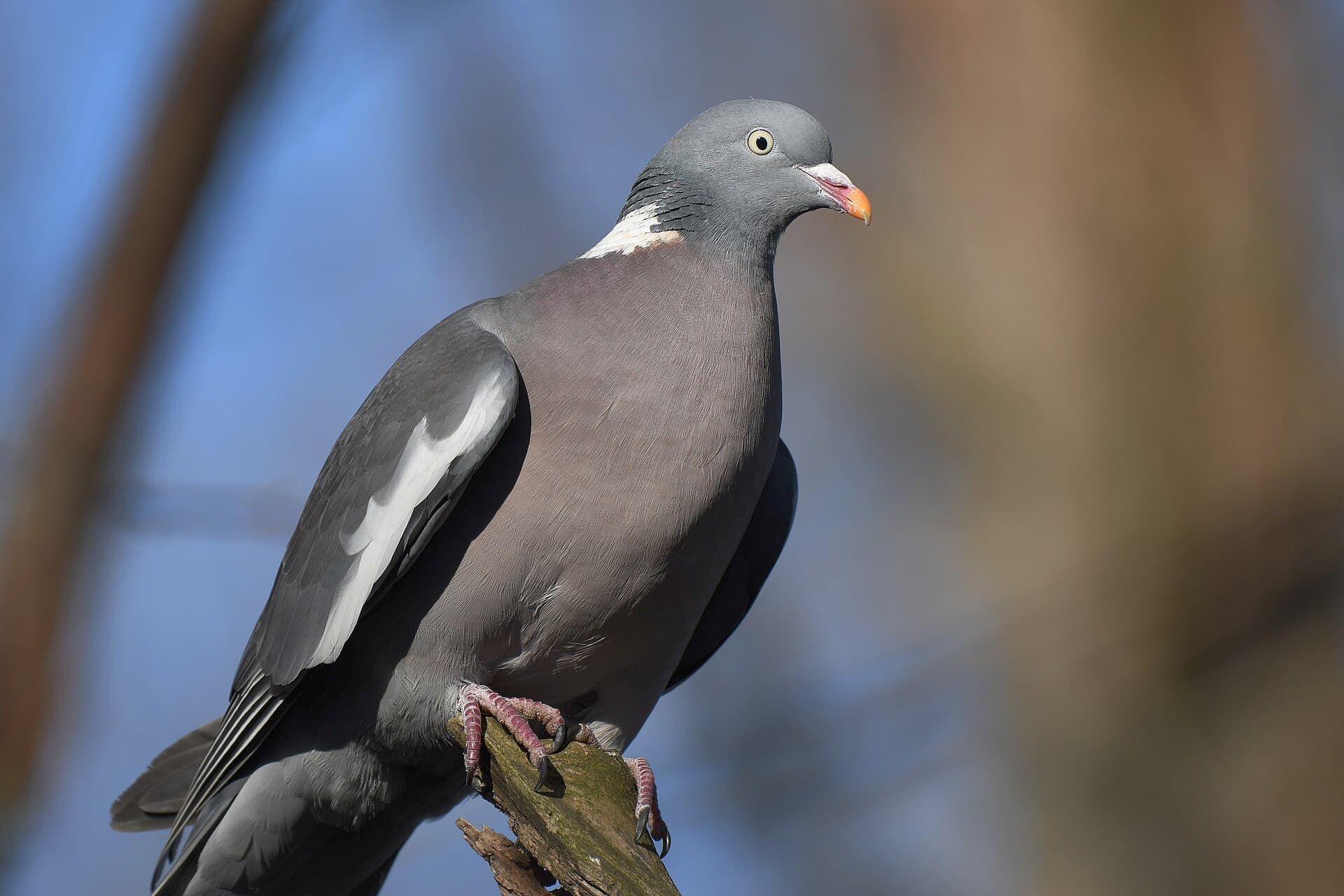 Houtduif (Columba palumbus) - Ringeltaube (April 2025)