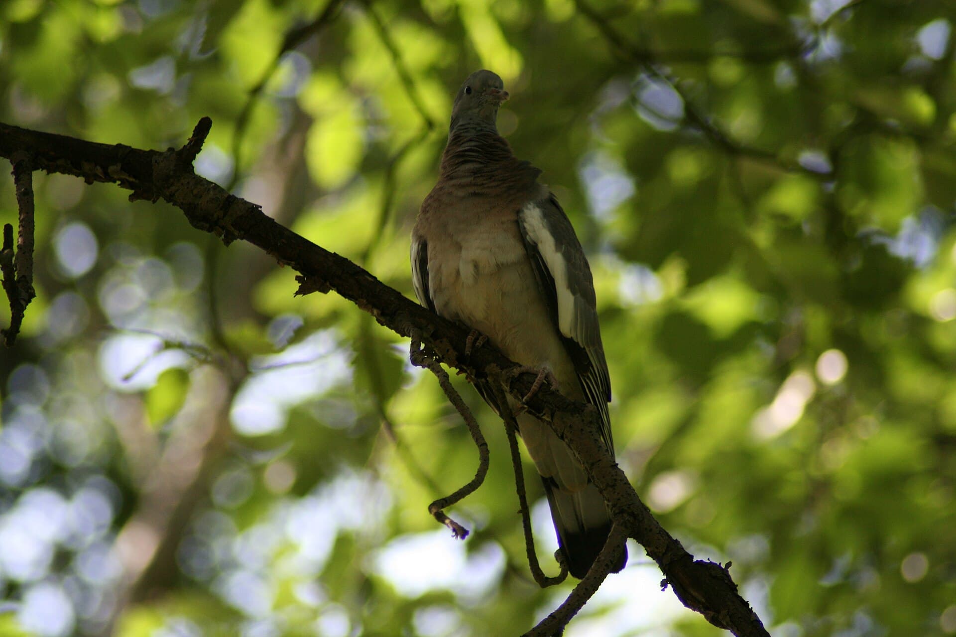 Houtduif (Columba palumbus) - Columba palumbus Lill-Jansskogen