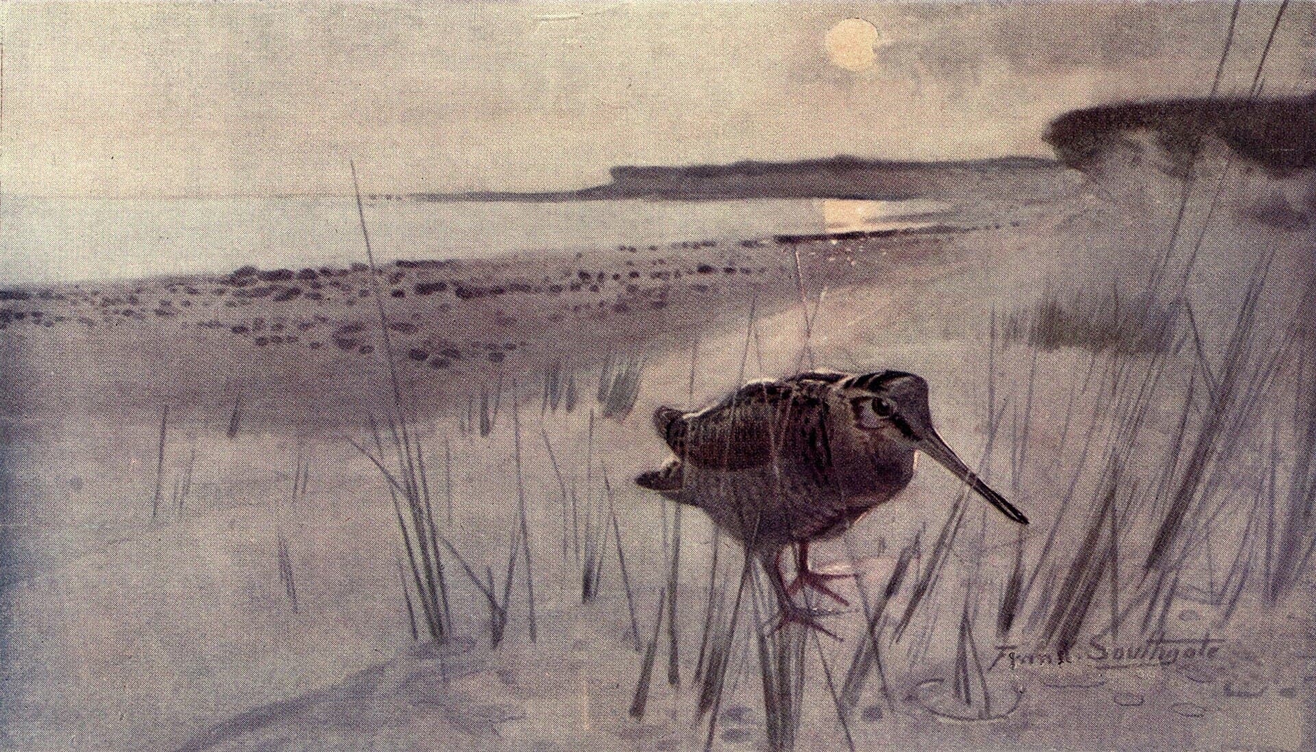 Houtsnip (Scolopax rusticola) - Notes of an East Coast Naturalist, image opposite p120