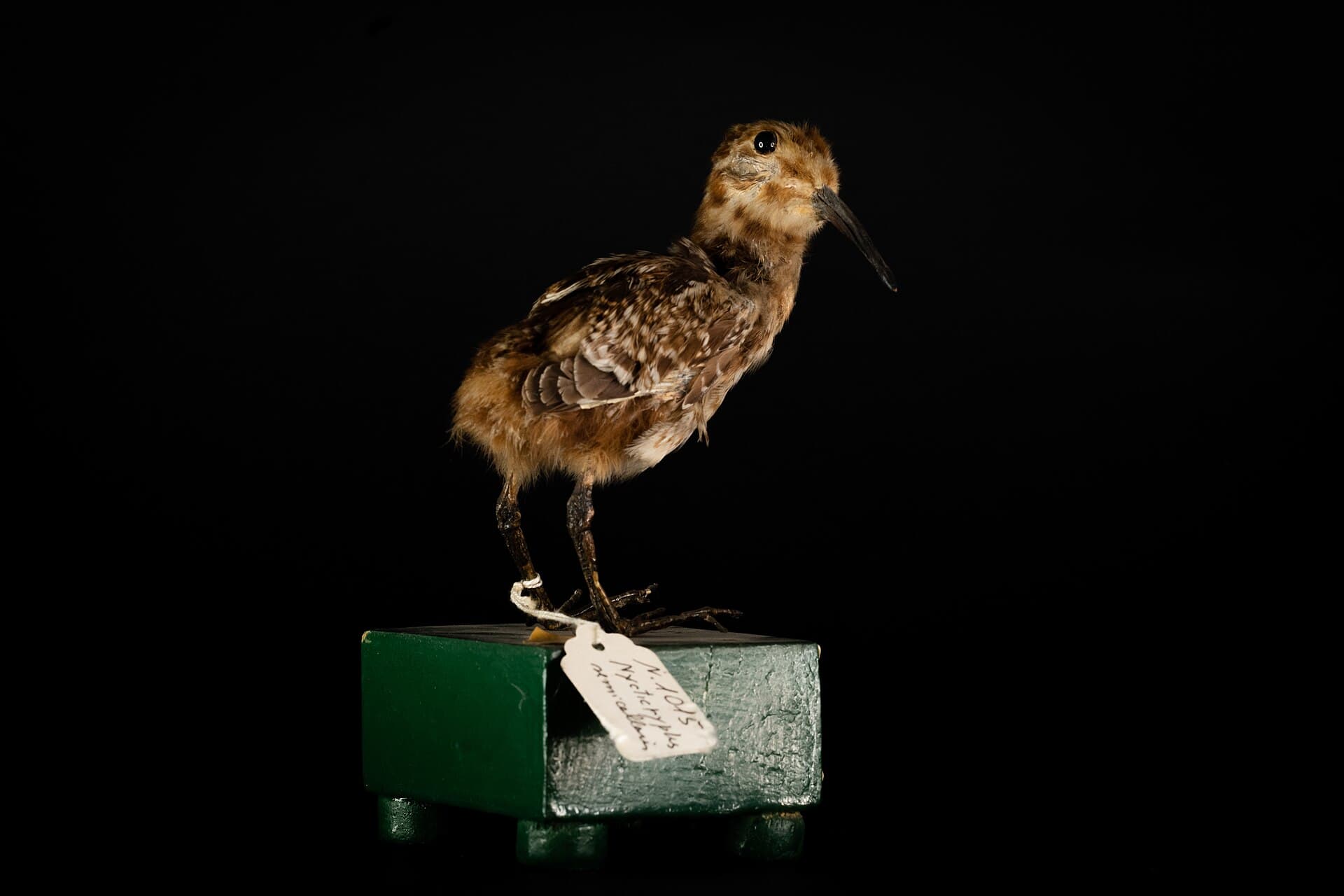 Houtsnip (Scolopax rusticola) - Beccaccia Dorata Americana, 2, Museo Civico Ornitologico Gustavo Adolfo Carlotto, Rocca di Lonato del Garda