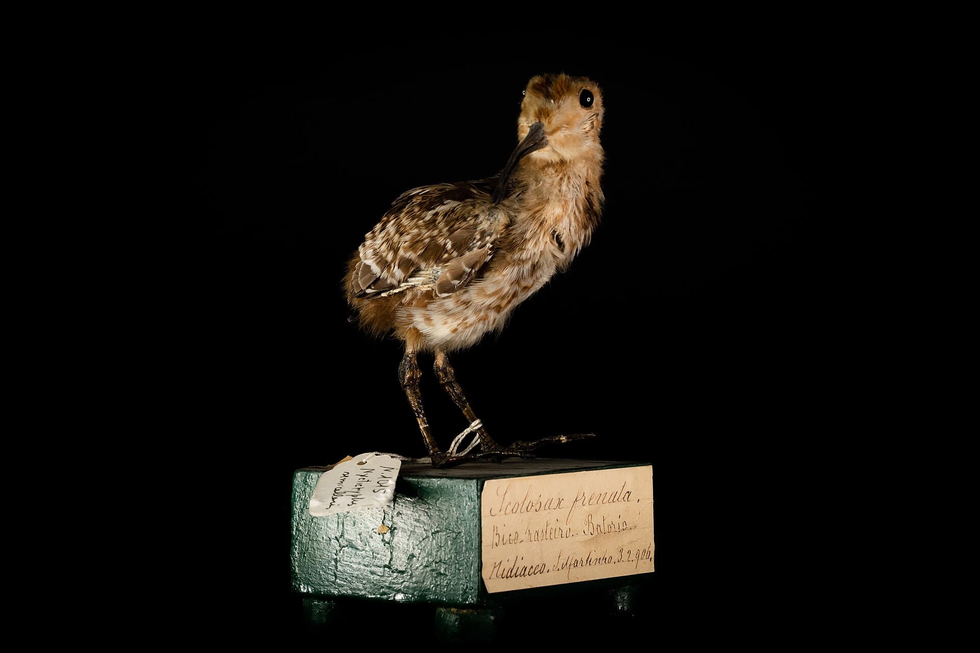 Houtsnip (Scolopax rusticola) - Beccaccia Dorata Americana, Museo Civico Ornitologico Gustavo Adolfo Carlotto, Rocca di Lonato del Garda