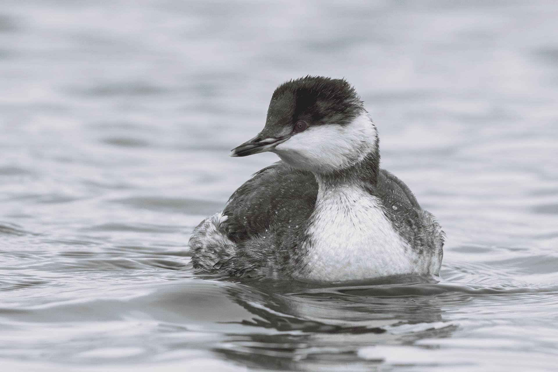Huifduiker (Podiceps auritus) - Horned Grebe (Podiceps auritus) in winter plumage, Scarborough Marsh, Maine, USA