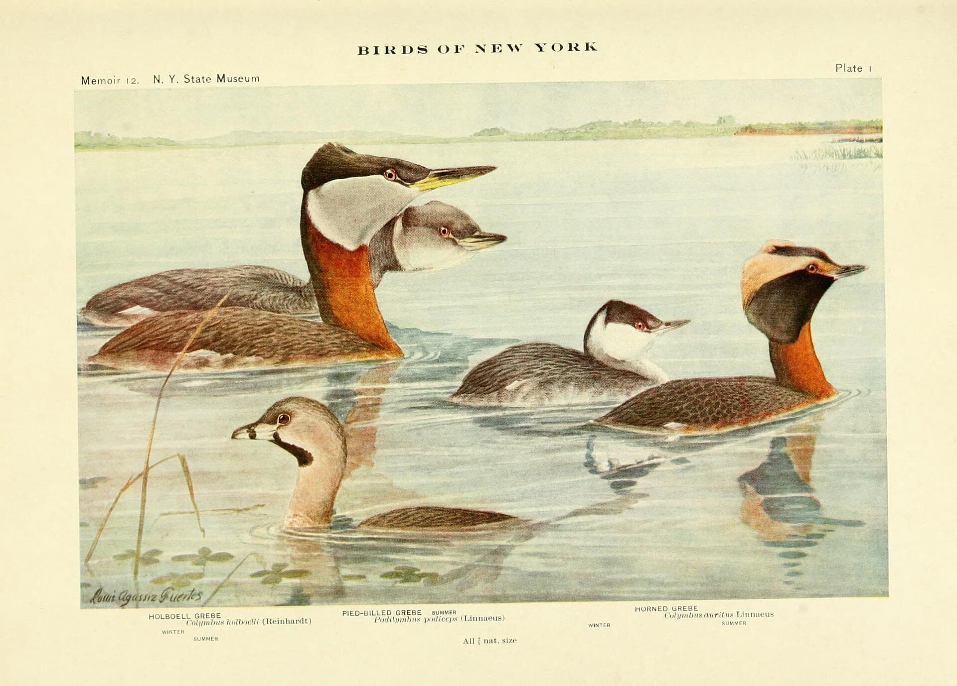 Huifduiker (Podiceps auritus) - Birds of New York (Plate 1) (6961837311)