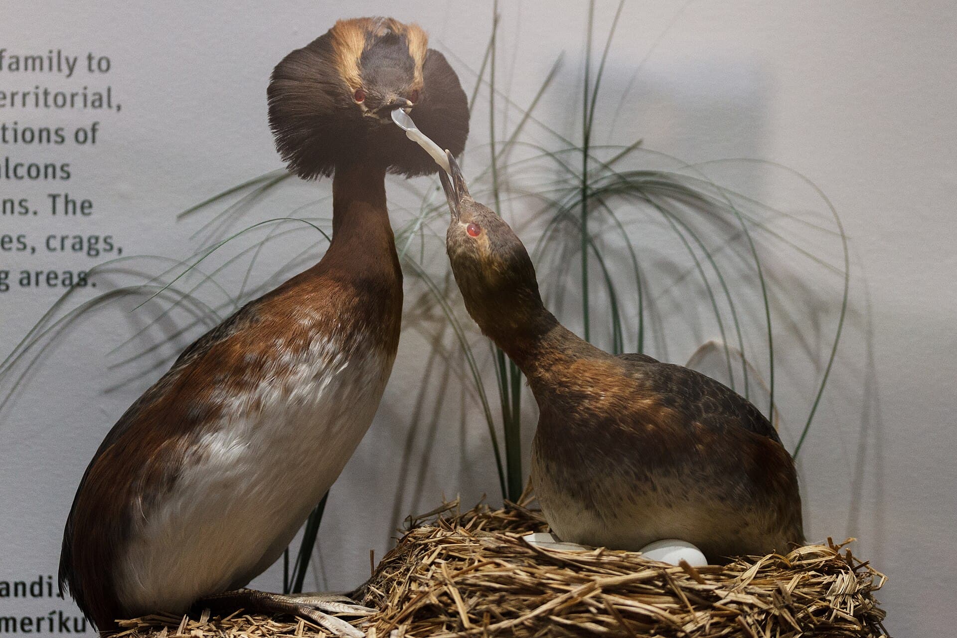 Huifduiker (Podiceps auritus) - Podiceps auritus Perlan