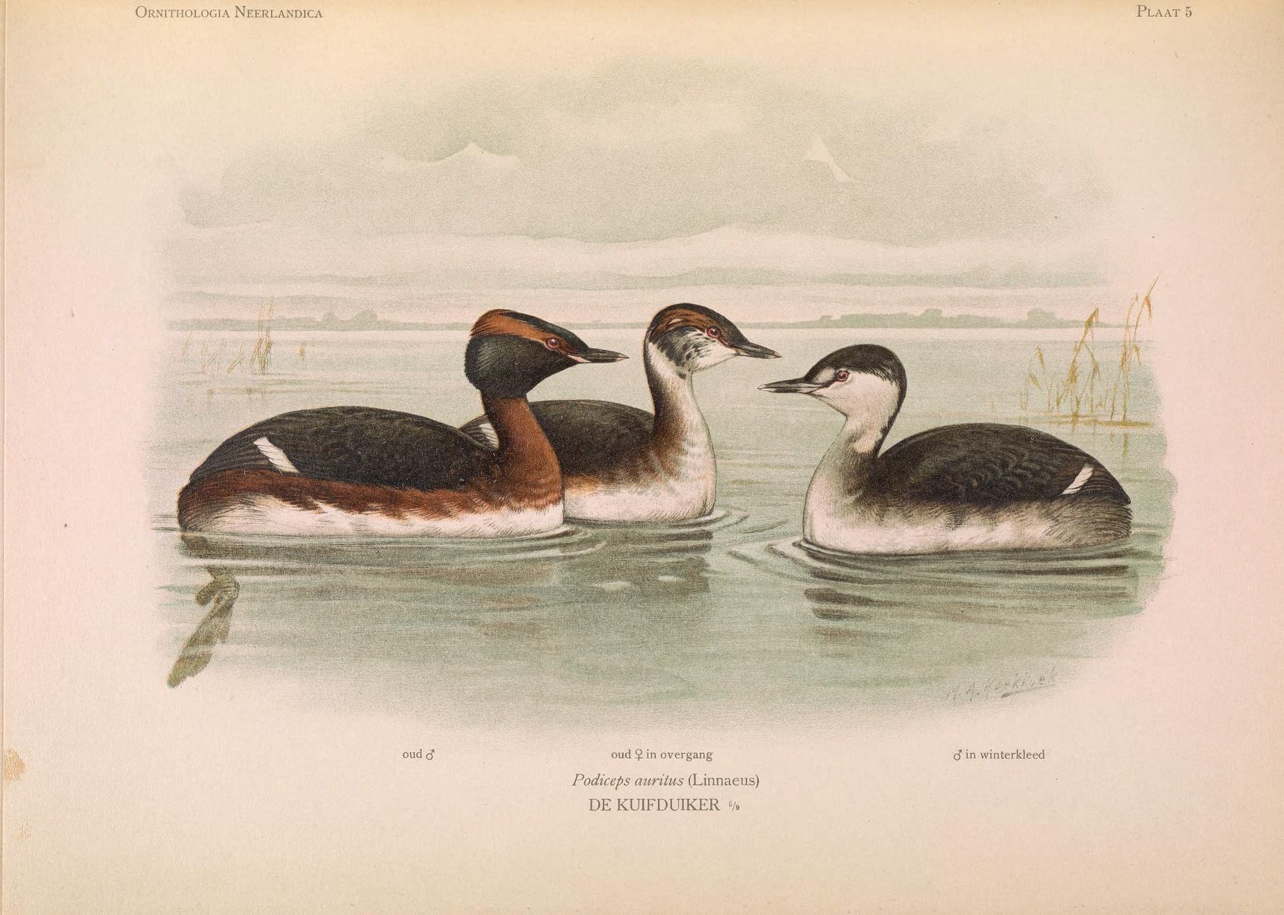 Huifduiker (Podiceps auritus) - Ornithologia neerlandica (PLAAT 5) (6940962282)