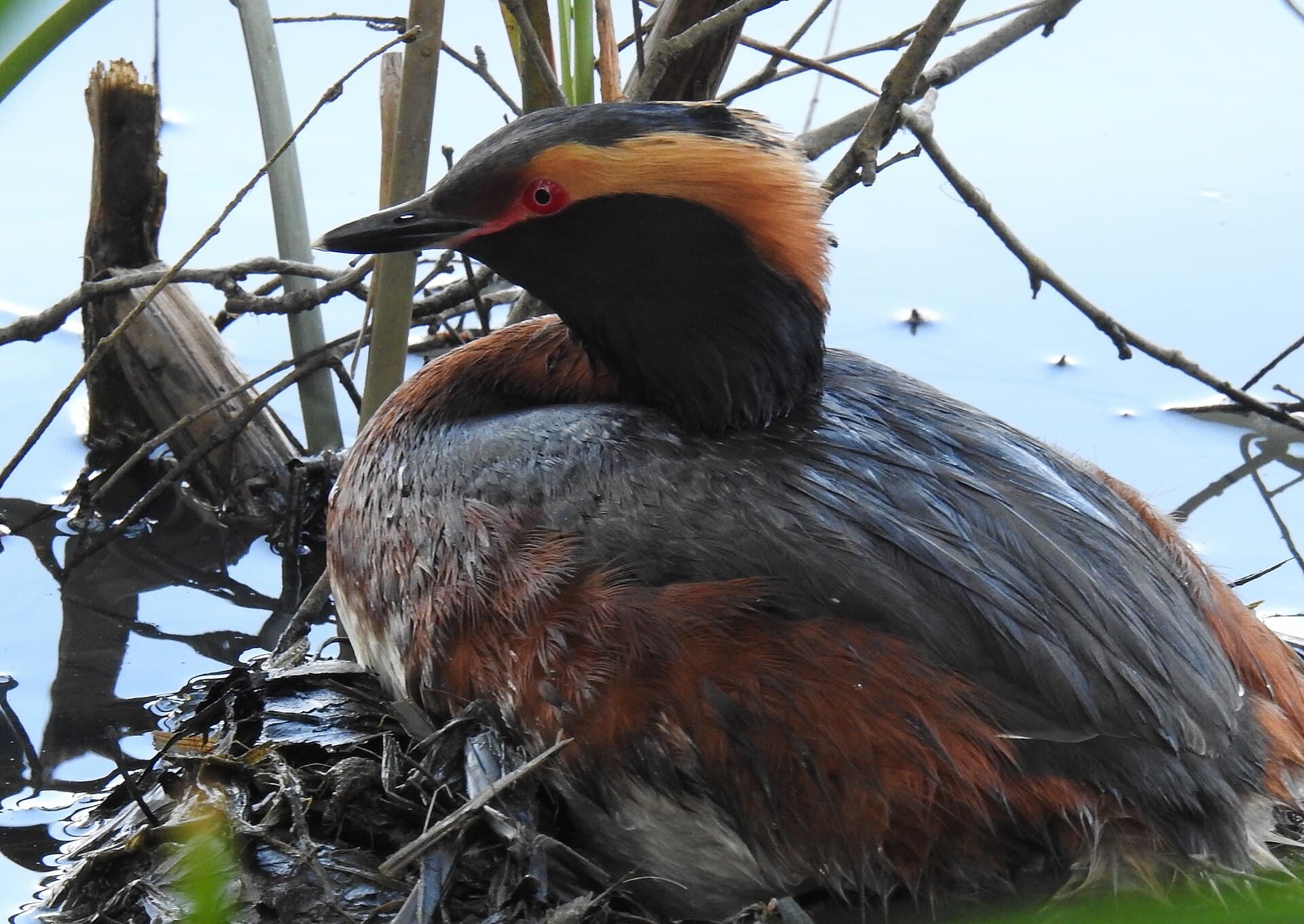 Huifduiker (Podiceps auritus) - Podiceps auritus - DSCN0323-01