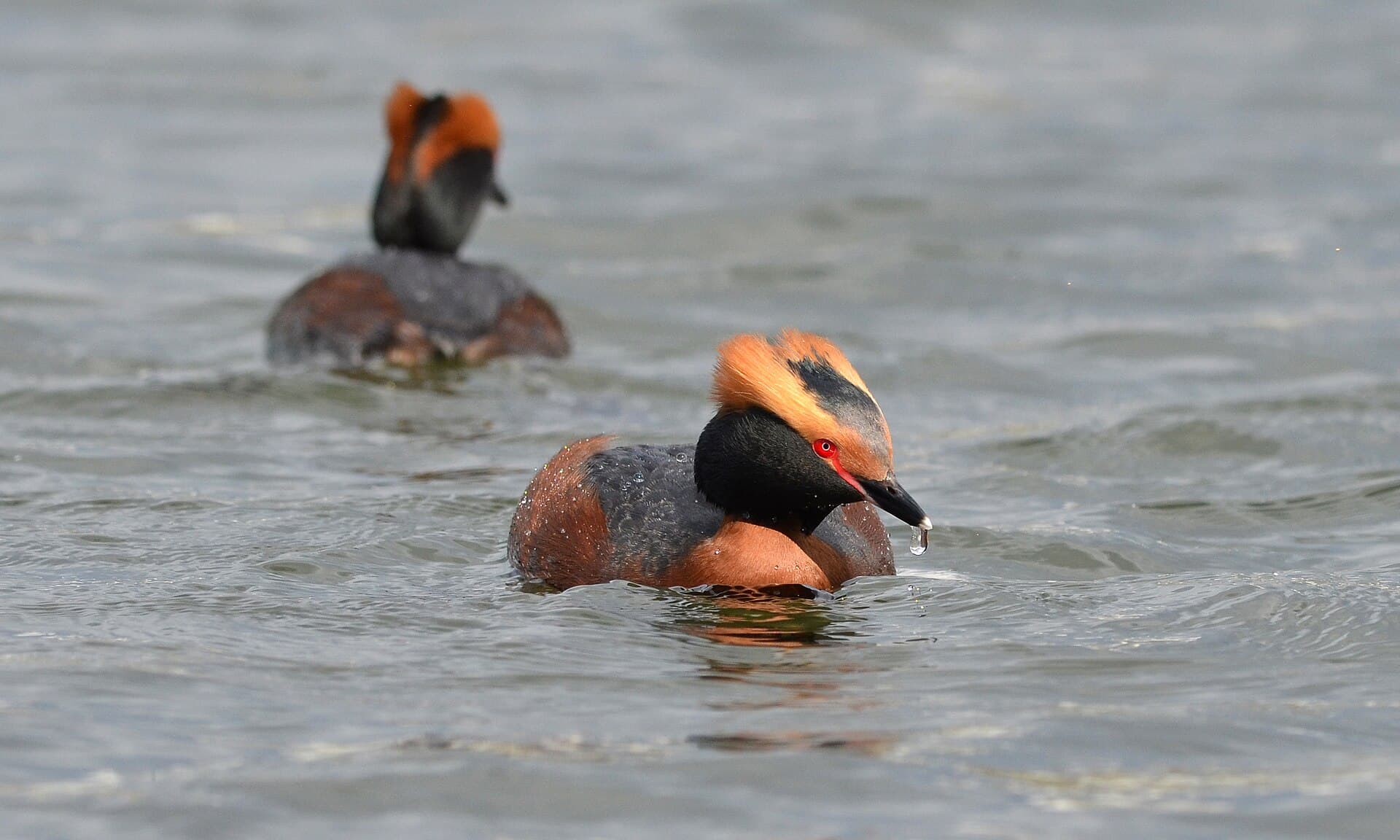 Huifduiker (Podiceps auritus) - Podiceps auritus (14116264113)