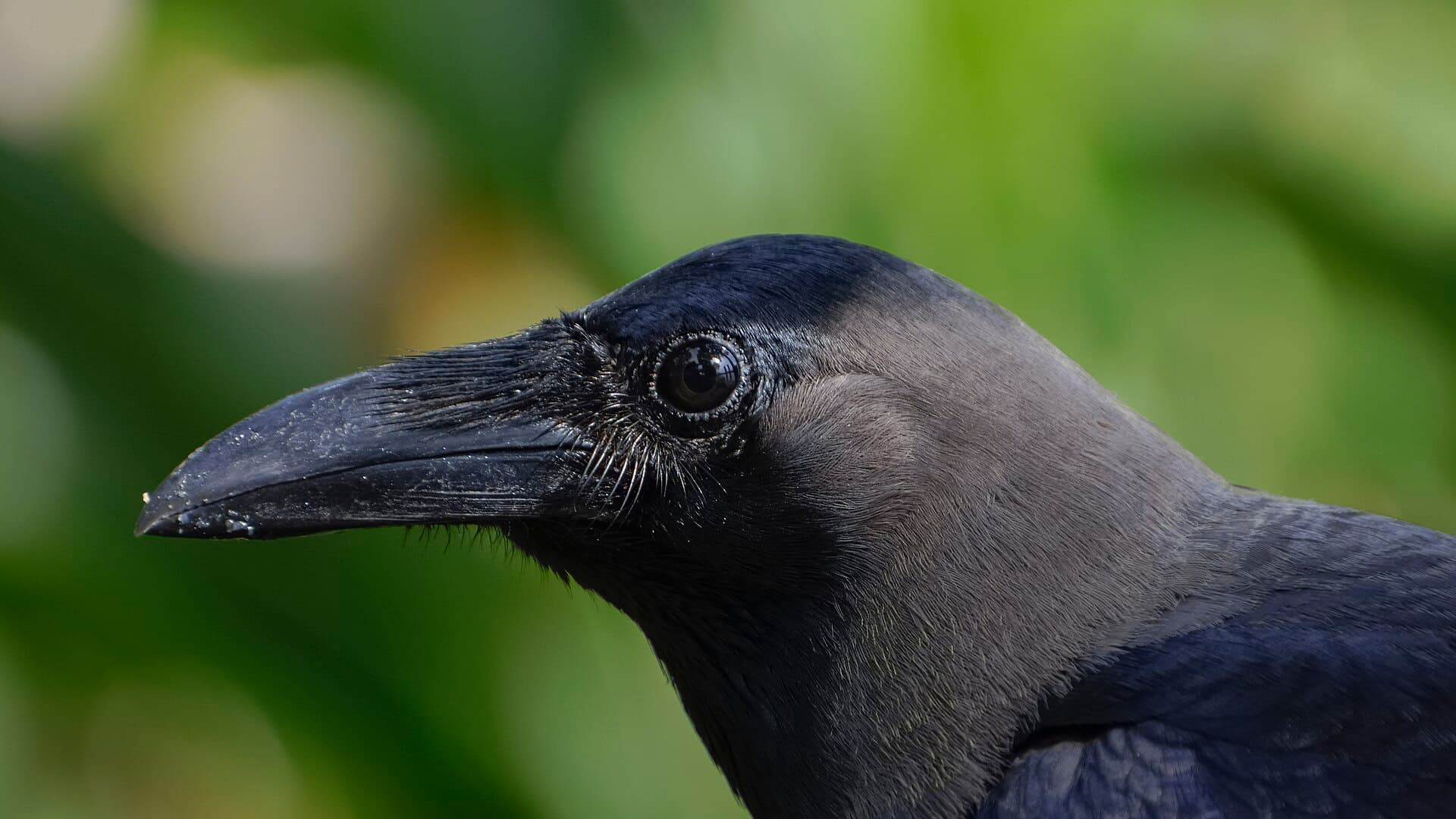 huiskraai (Corvus splendens) - Corvus splendens head @ Kuala Lumpur (5s, p3)