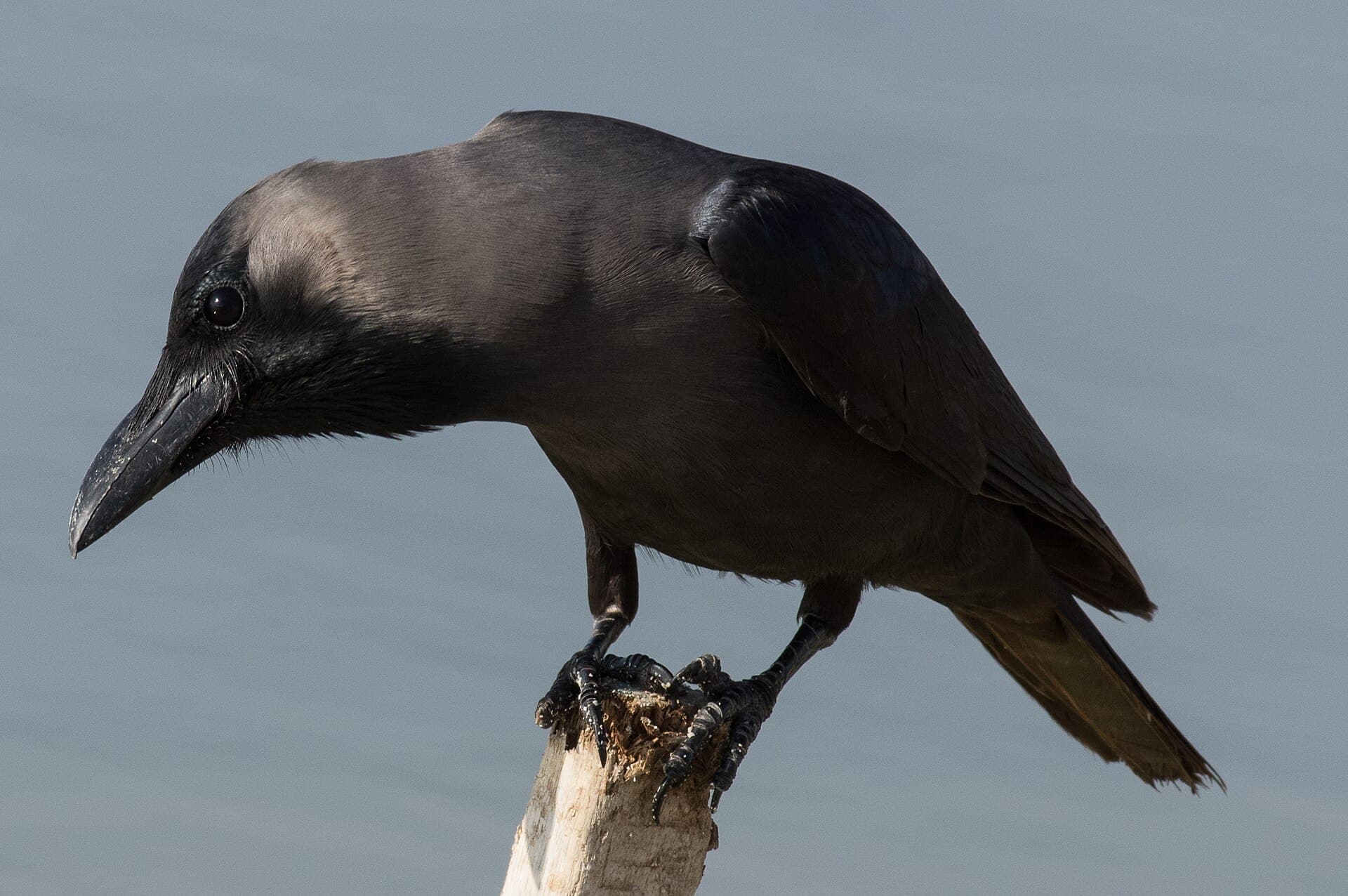 huiskraai (Corvus splendens) - Glanzkrähe