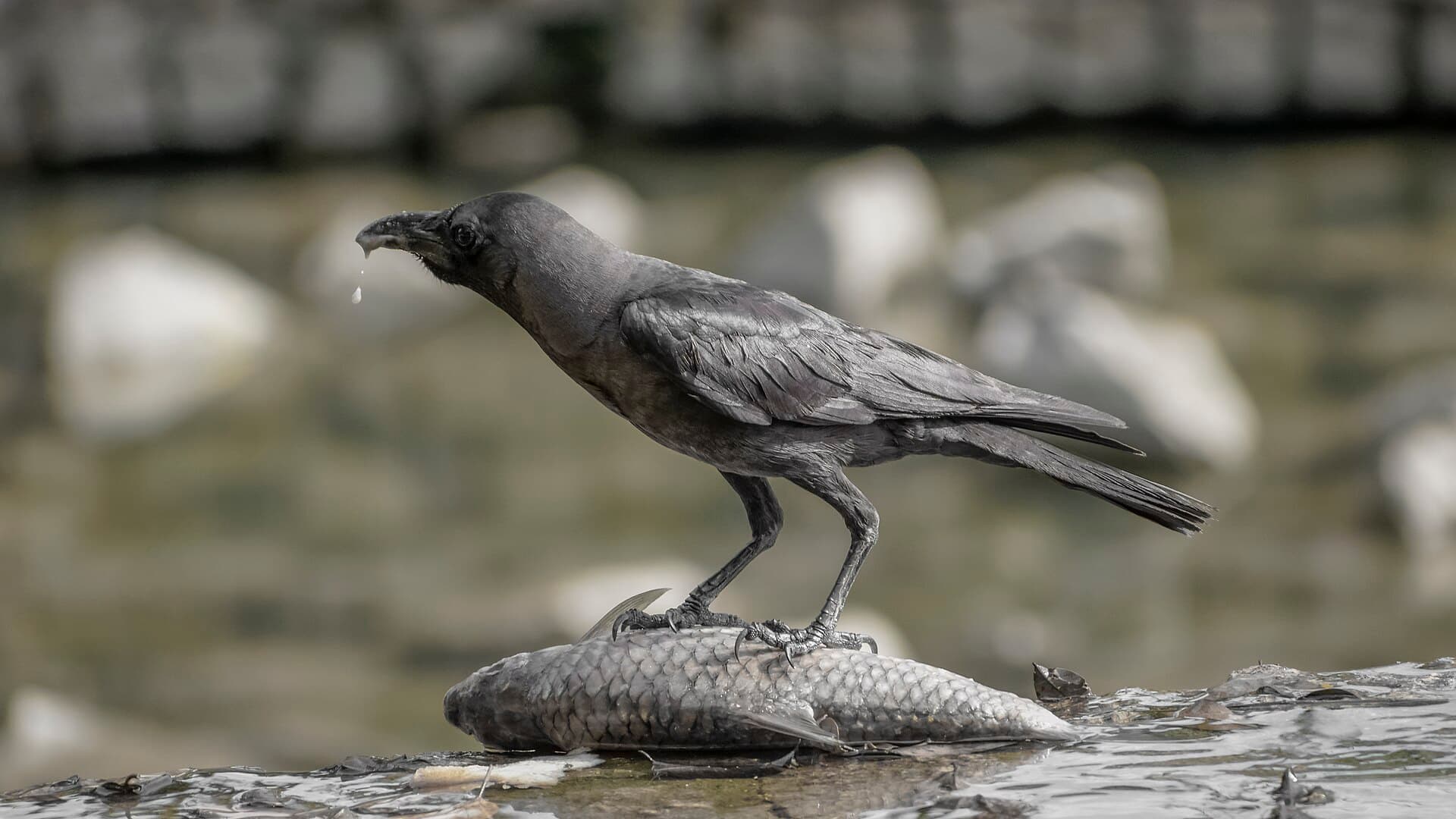 huiskraai (Corvus splendens) - Corvus splendens feasting @ Kuala Lumpur (5s, p2)