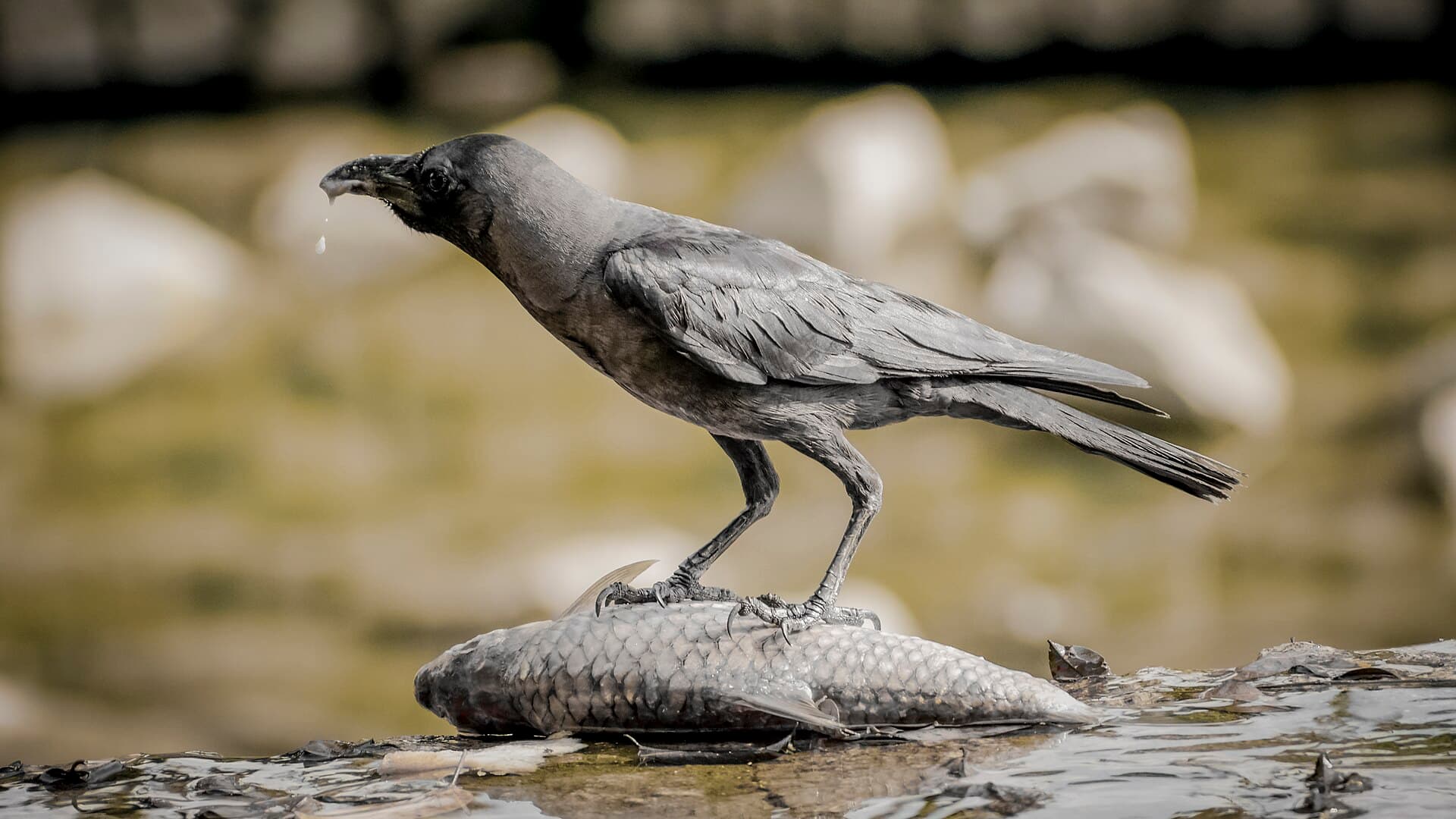 huiskraai (Corvus splendens) - Crow eating and slobbering on dead fish