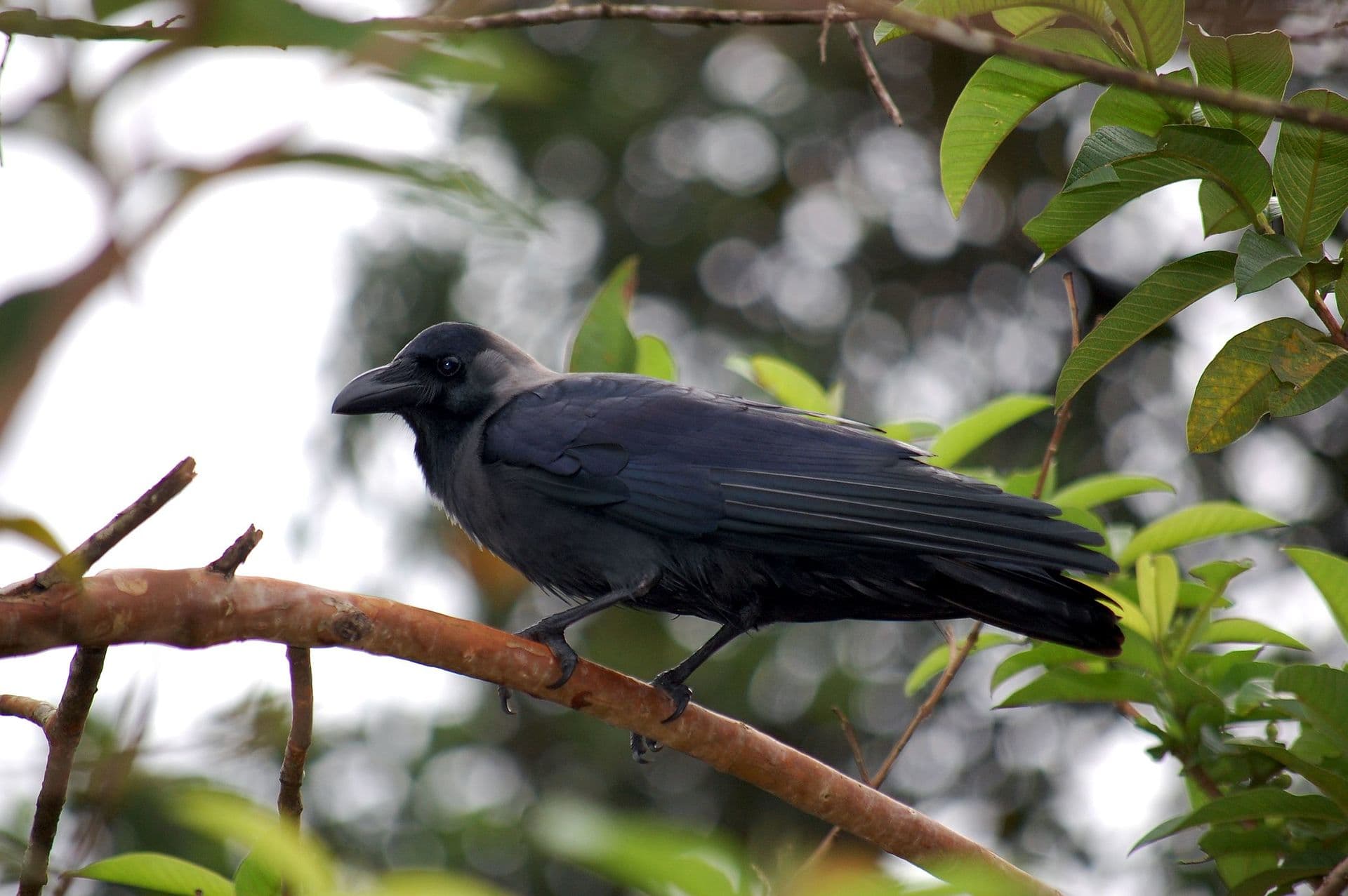 huiskraai (Corvus splendens) - Crow by Challiyan