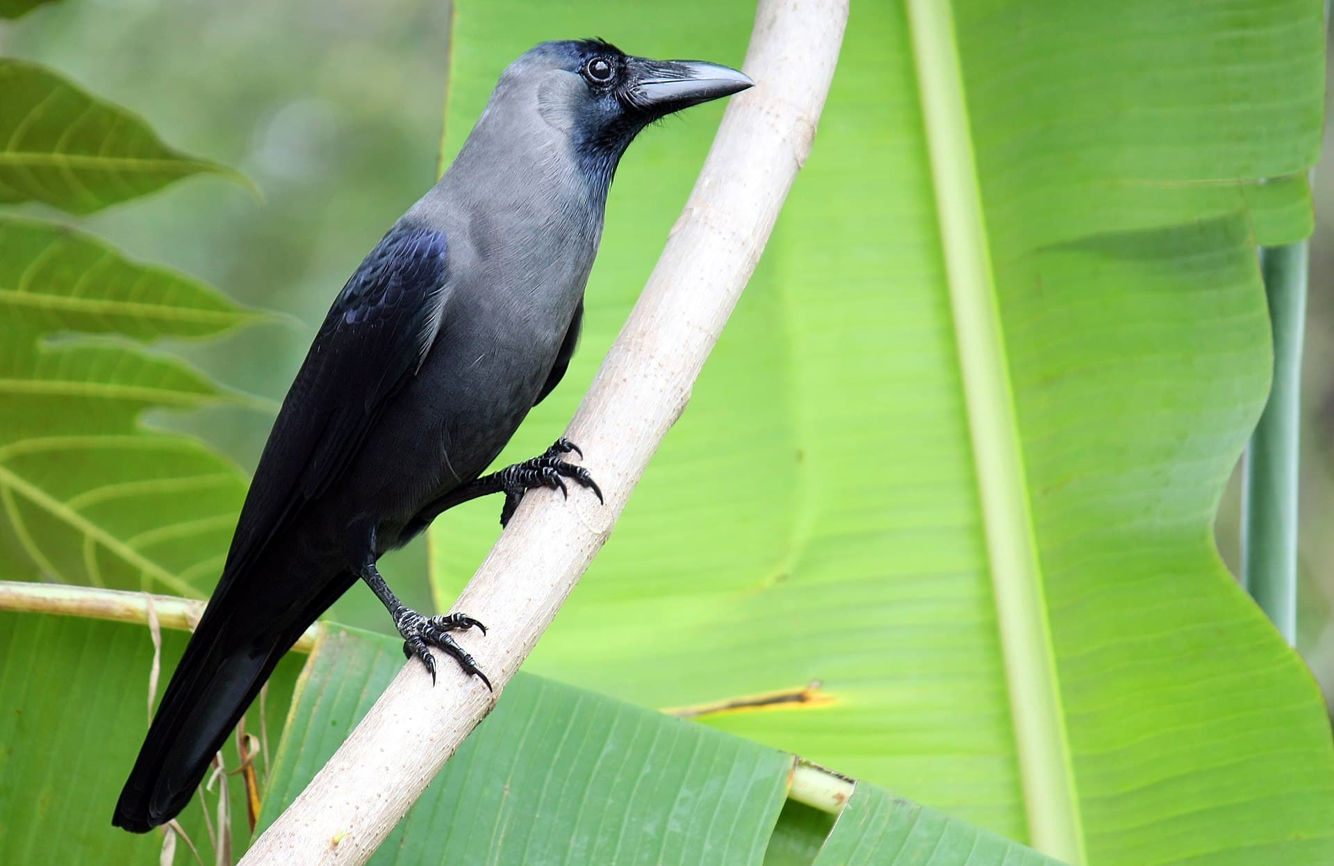 huiskraai (Corvus splendens) - House Crow (Corvus splendens)1