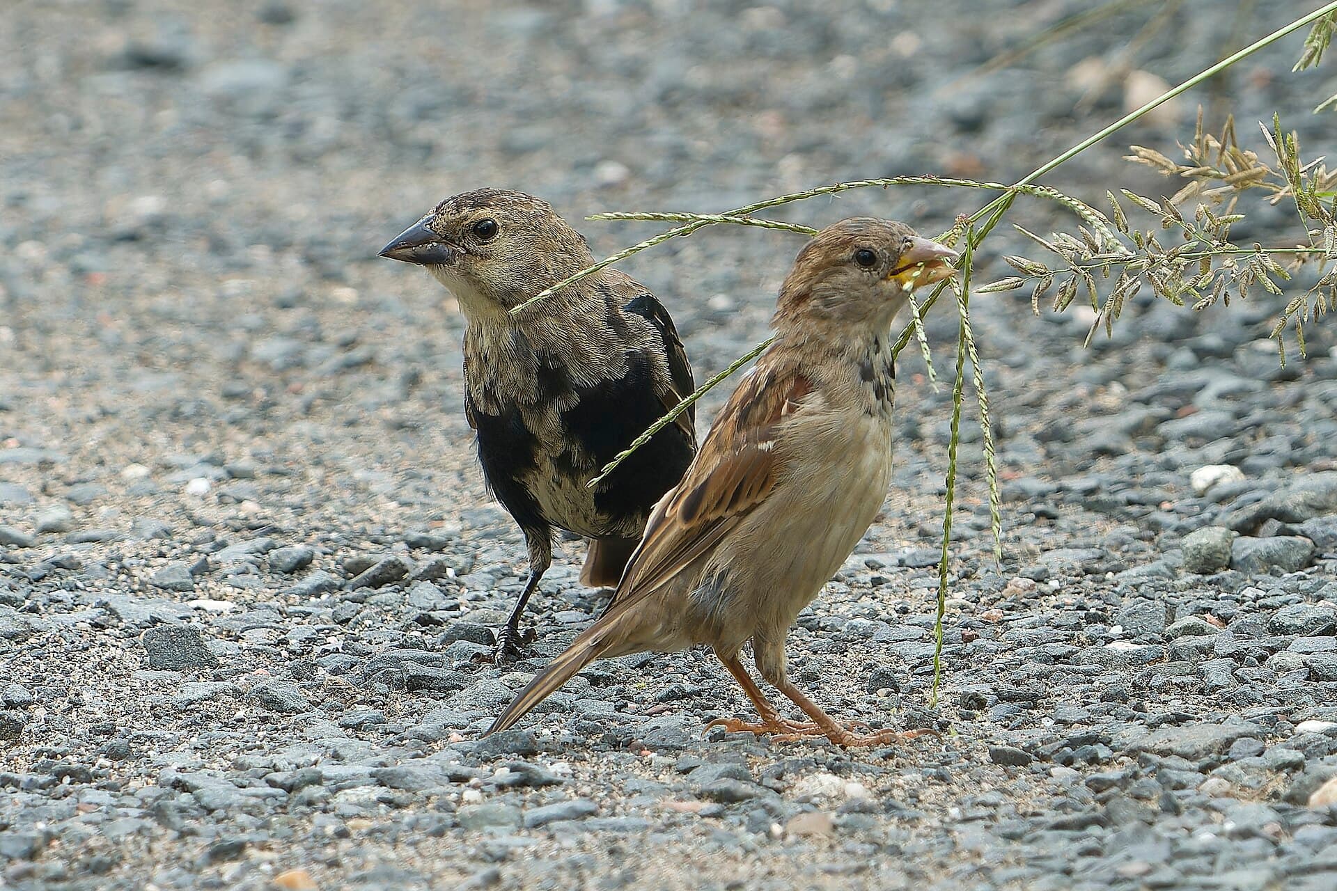 Huismus (Passer domesticus) - 20230830 brown headed cowbird and house sparrow south meadows PND01174