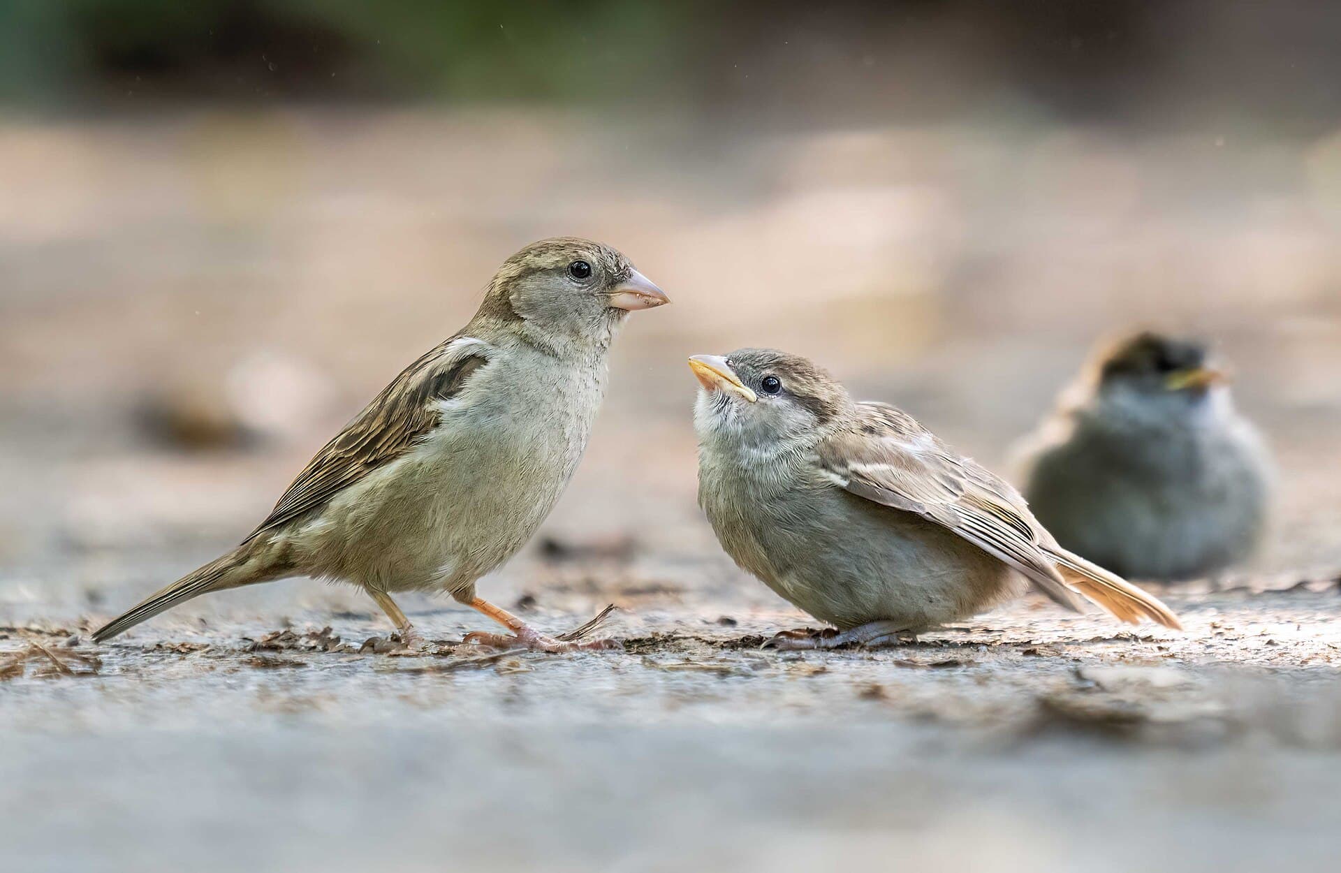 Huismus (Passer domesticus) - House sparrow mother and chicks (30608)