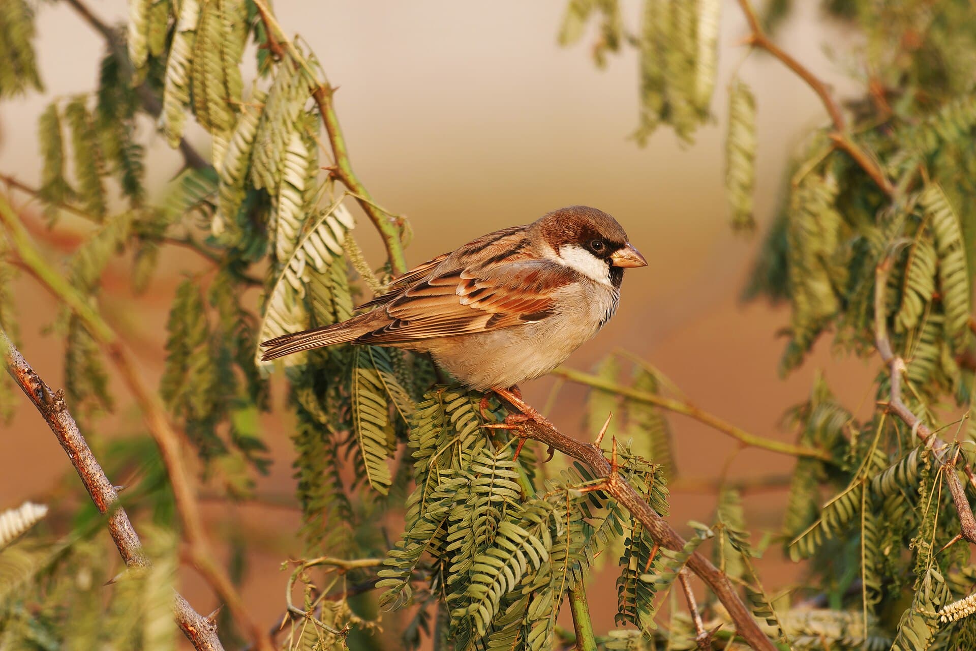 Huismus (Passer domesticus) - House Sparrow Passer domesticus 02