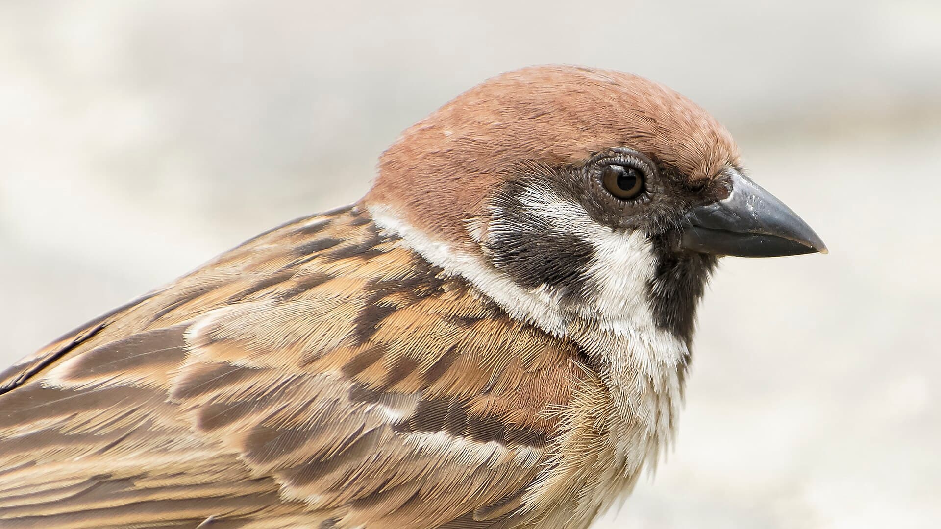 Huismus (Passer domesticus) - Passer montanus malaccensis @ Kuala Lumpur, Malaysia (1)