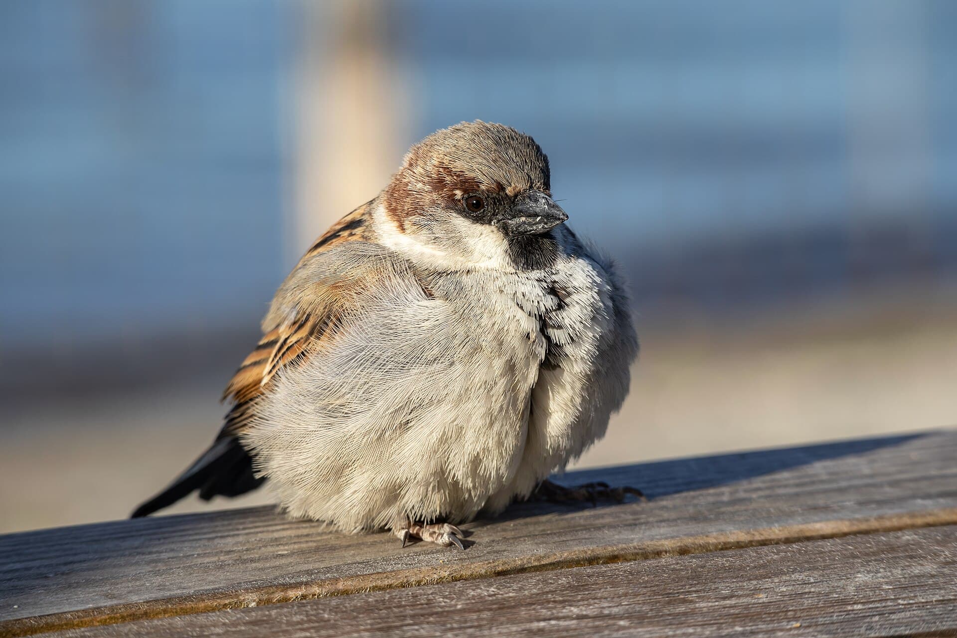 Huismus (Passer domesticus) - Passer domesticus (male) version 2, Geneve, Switzerland
