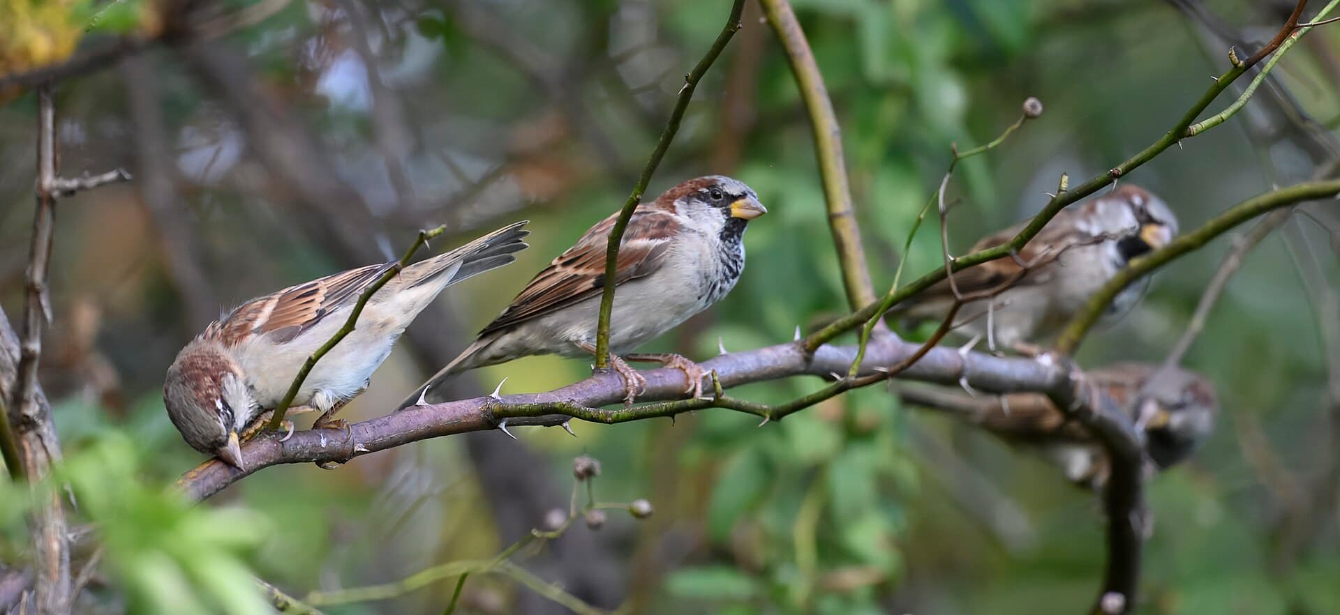 Huismus (Passer domesticus) - House sparrow meadowbrook park 9.19.24 DSC 8103-topaz-rawdenoise