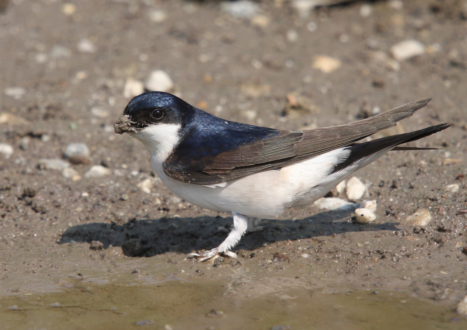 Huiszwaluw (Delichon urbicum) - House Martin by christoph moning