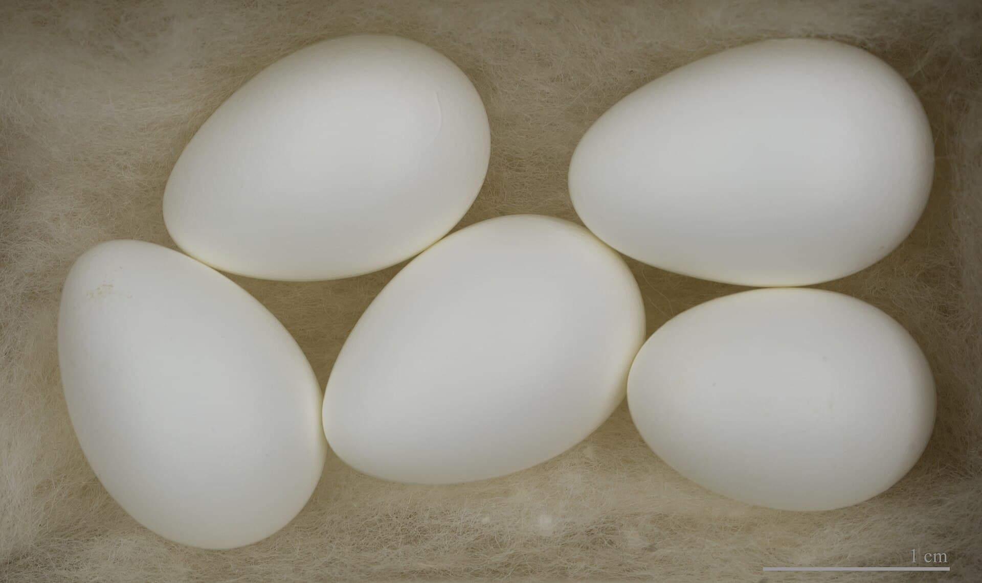 Huiszwaluw (Delichon urbicum) - Delichon urbicum MHNT