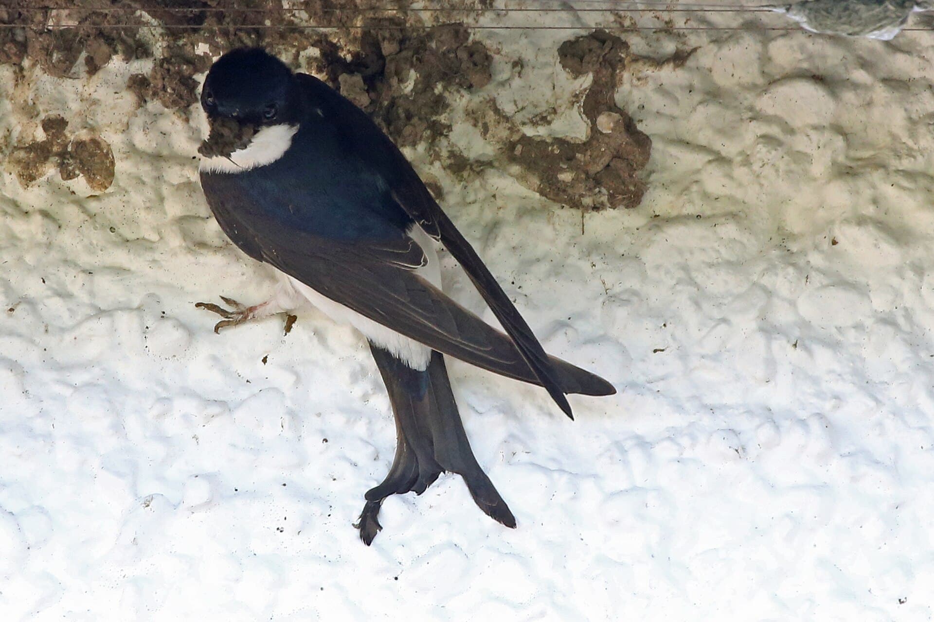 Huiszwaluw (Delichon urbicum) - House Martin by rkl