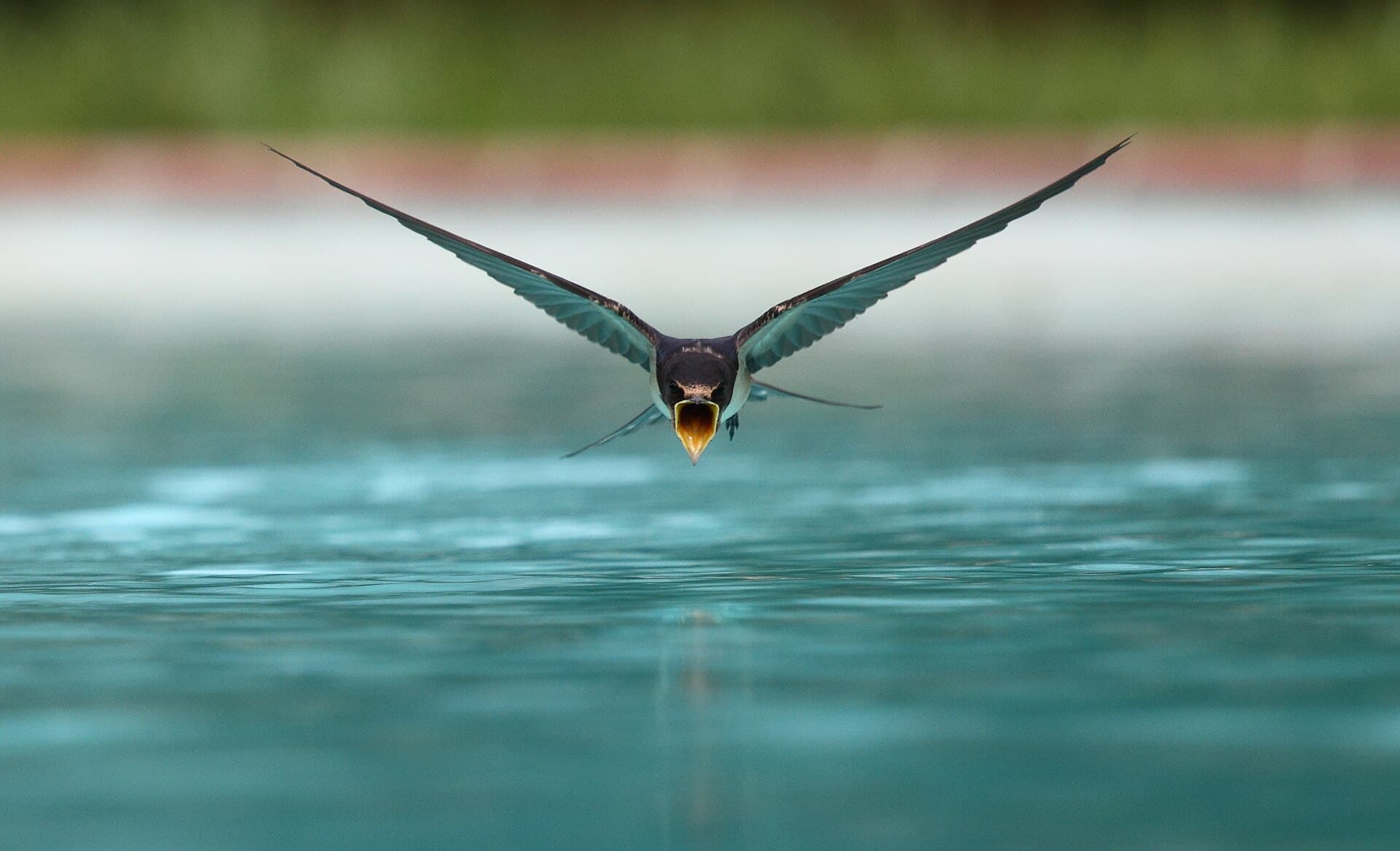 Huiszwaluw (Delichon urbicum) - Swallow flying drinking