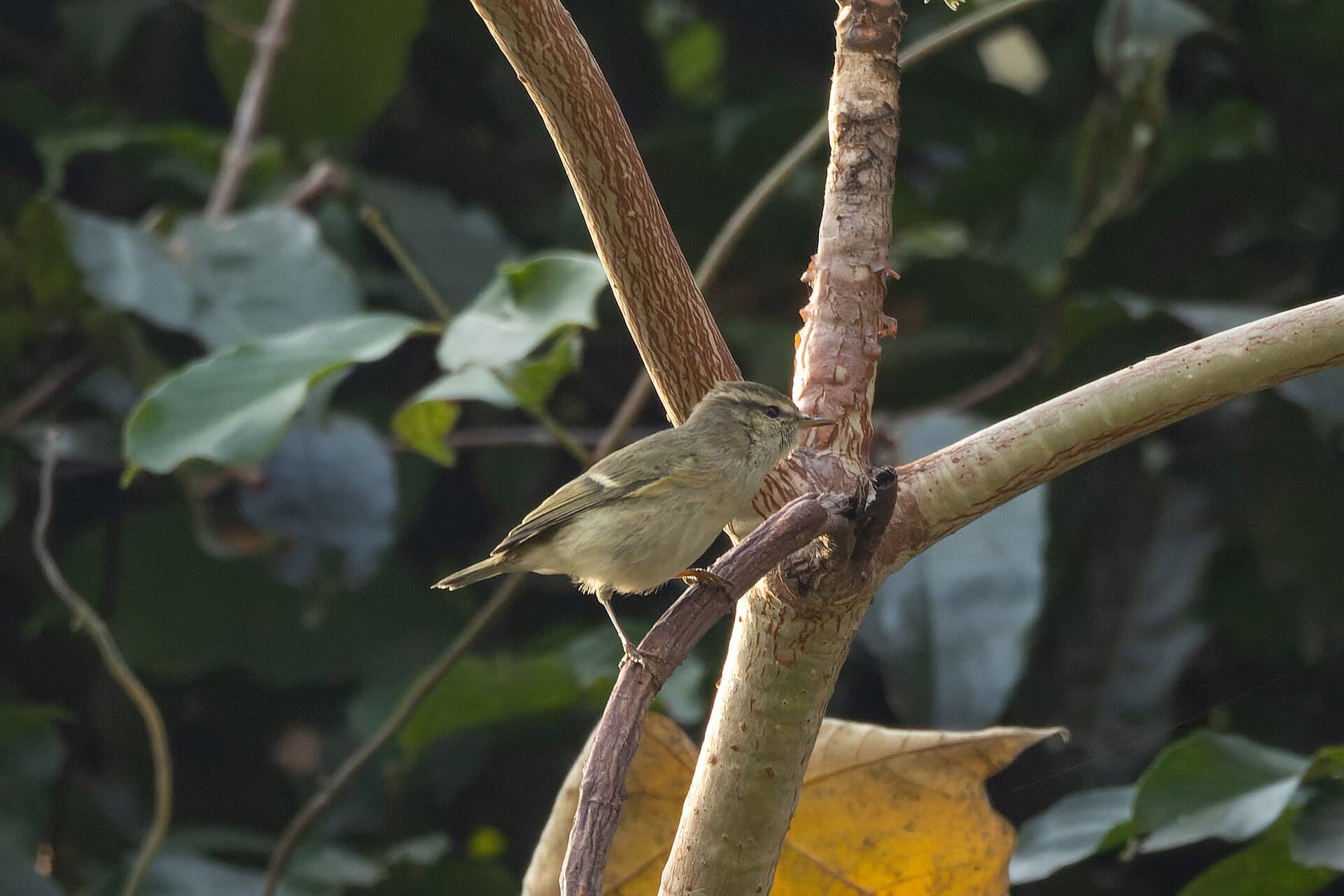 Humes Bladkoning (Phylloscopus humei) - Hume's Warbler by Tisha Mukherjee 02