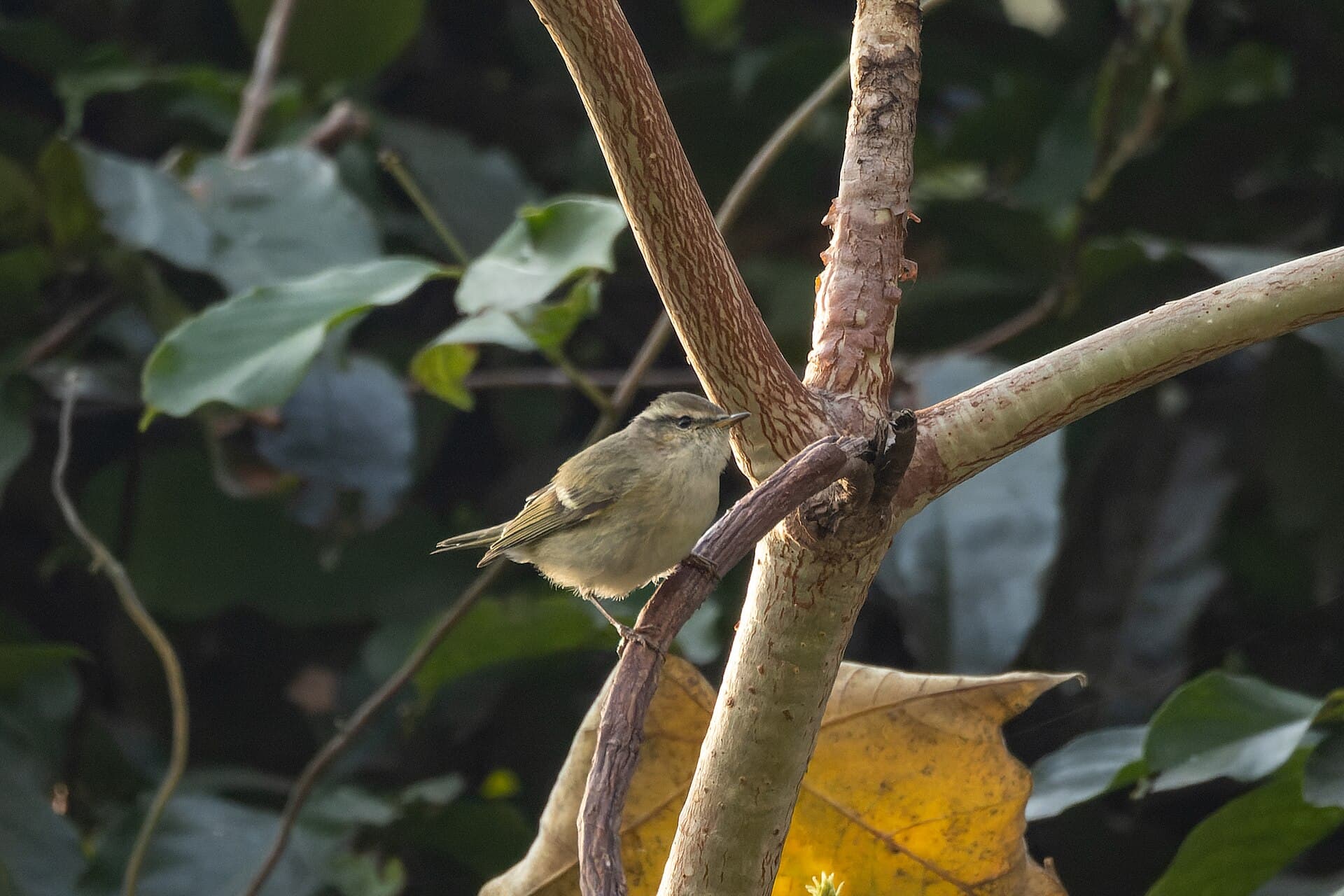 Humes Bladkoning (Phylloscopus humei) - Hume's Warbler by Tisha Mukherjee 03