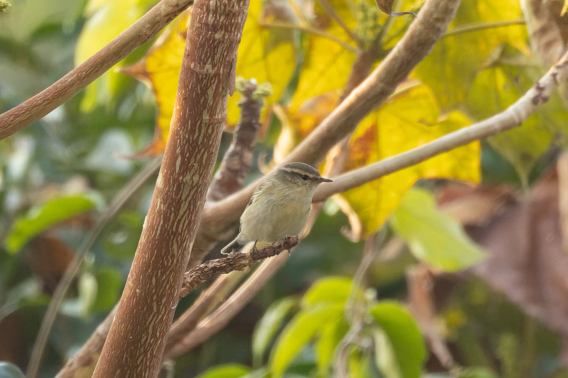Humes Bladkoning (Phylloscopus humei) - Hume's Warbler by Tisha Mukherjee 06