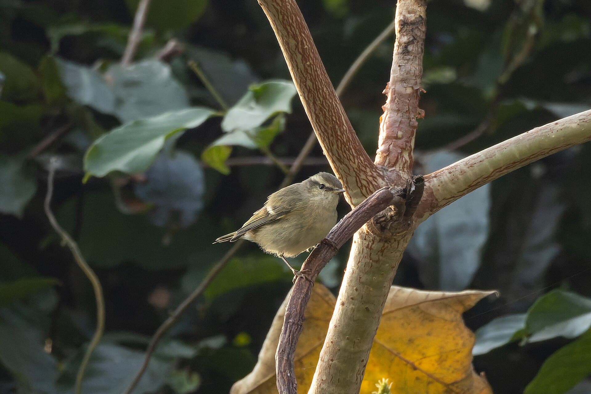 Humes Bladkoning (Phylloscopus humei) - Hume's Warbler by Tisha Mukherjee 04