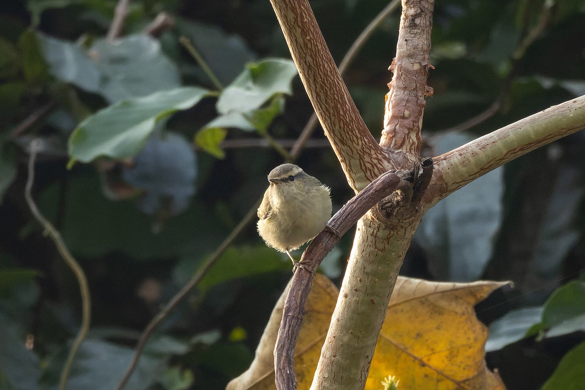 Humes Bladkoning (Phylloscopus humei) - Hume's Warbler by Tisha Mukherjee 05
