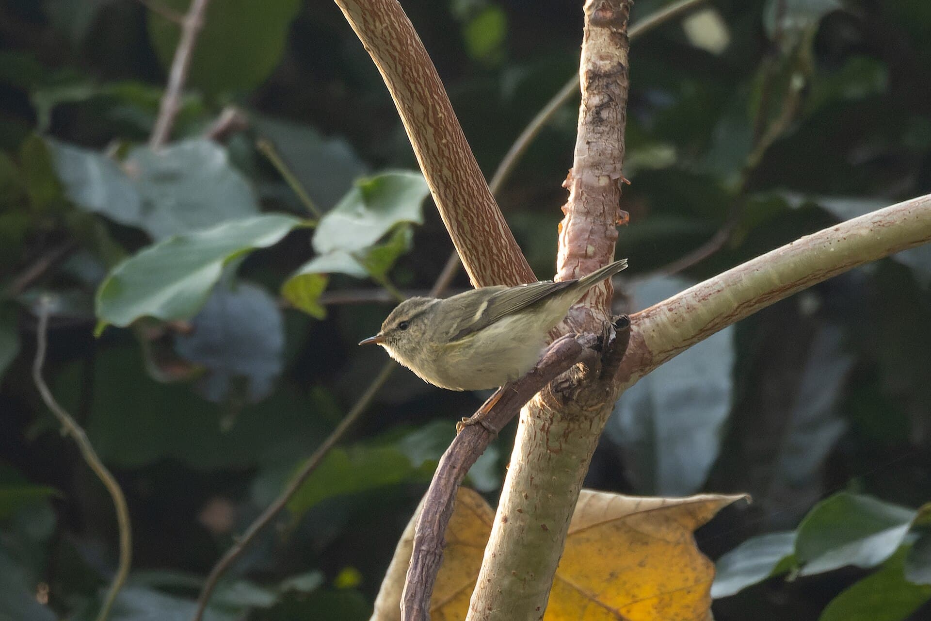 Humes Bladkoning (Phylloscopus humei) - Hume's Warbler by Tisha Mukherjee 01