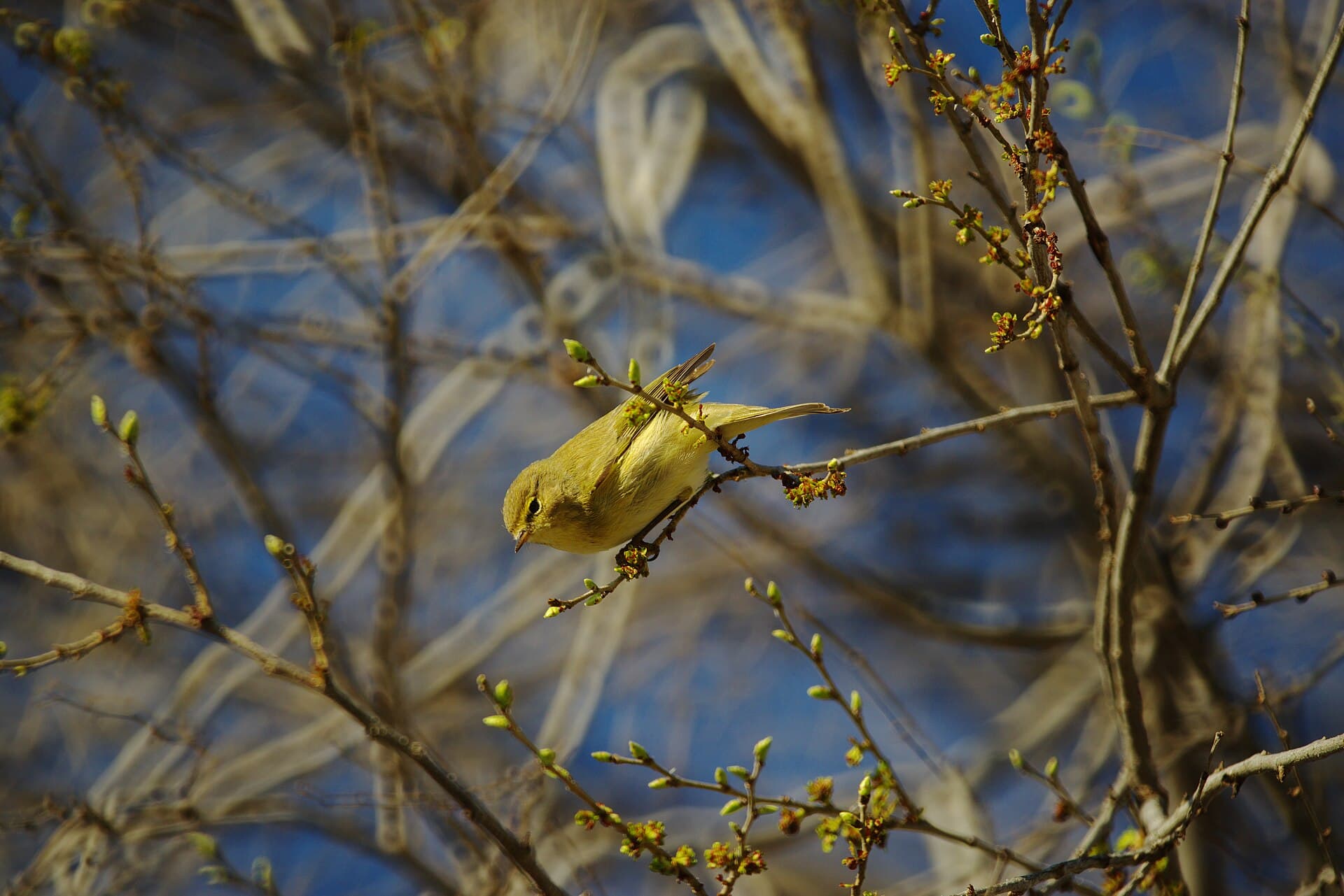 Iberische Tjiftjaf (Phylloscopus ibericus) - Mosquitero Iberico - Parque Lineal del Manzanares - Section II - Madrid 01